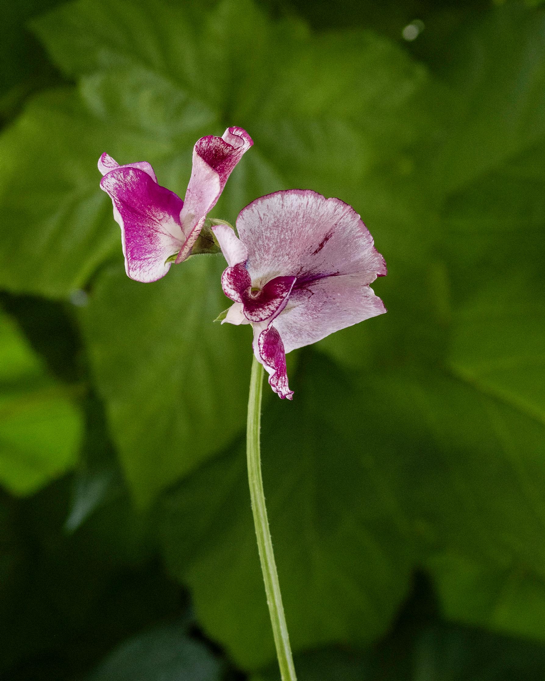 Sweet pea 'Lisa Marie'.