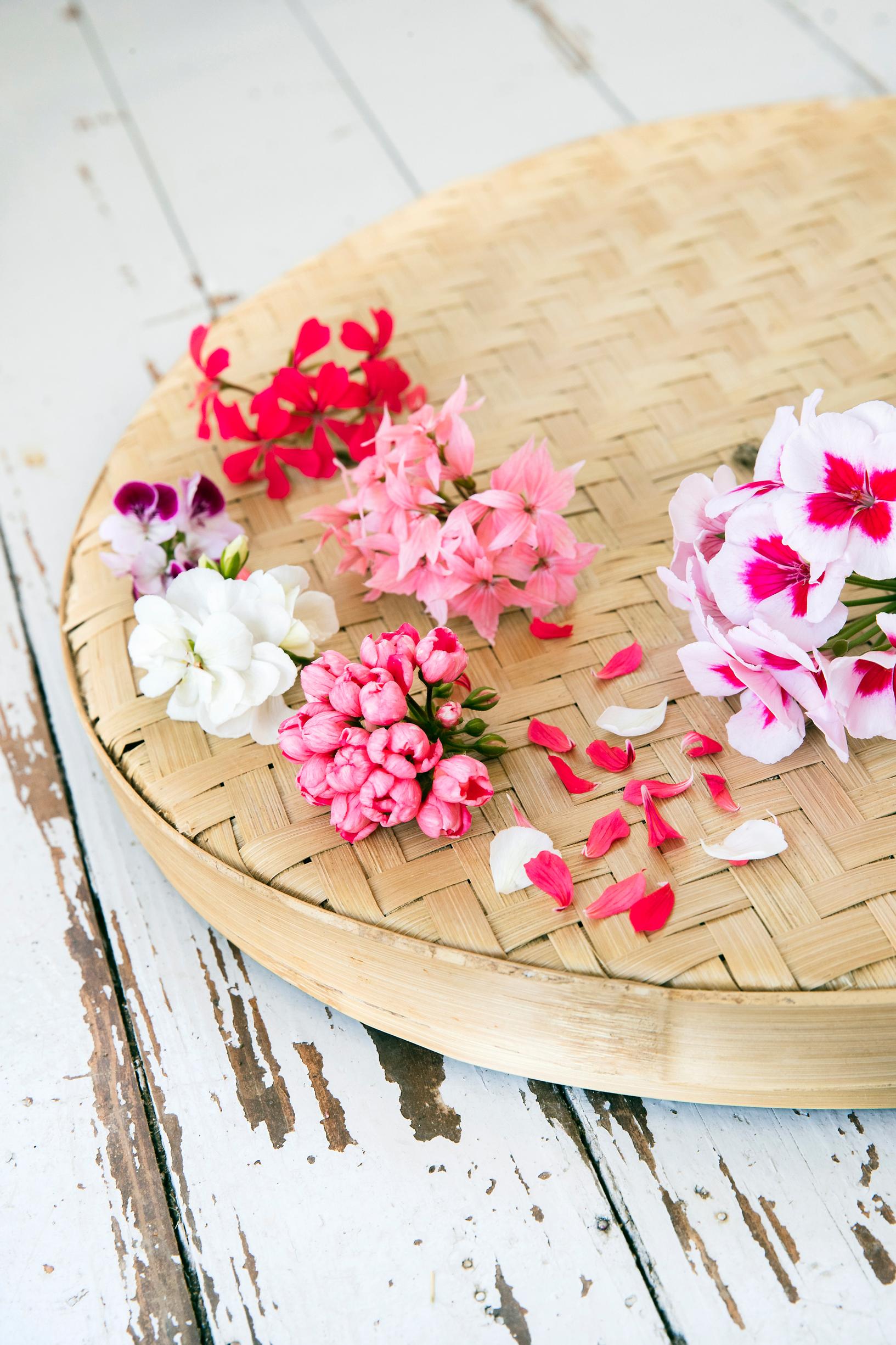 Pelargonium flowers in various colors.