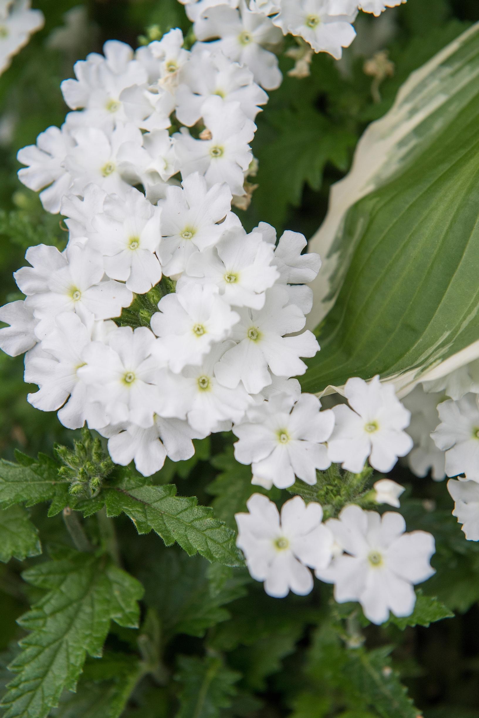 Verbena ‘Lanai Blush White’ in Claus Dalby’s garden