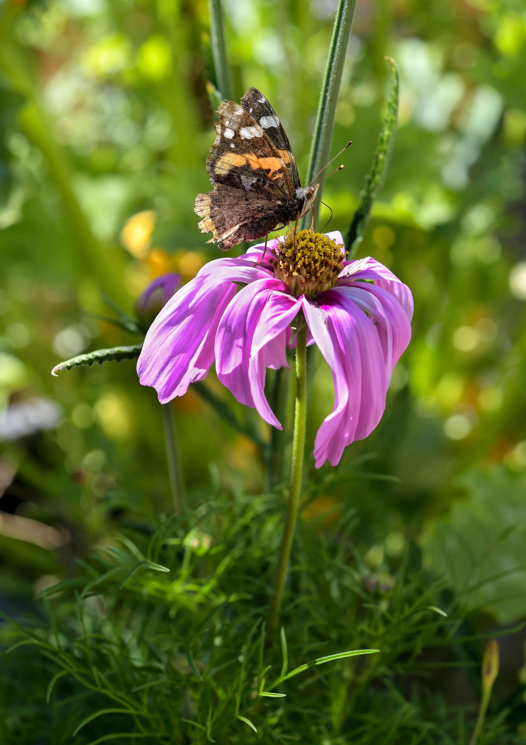 Garden with insects: Butterfly on a flower.
