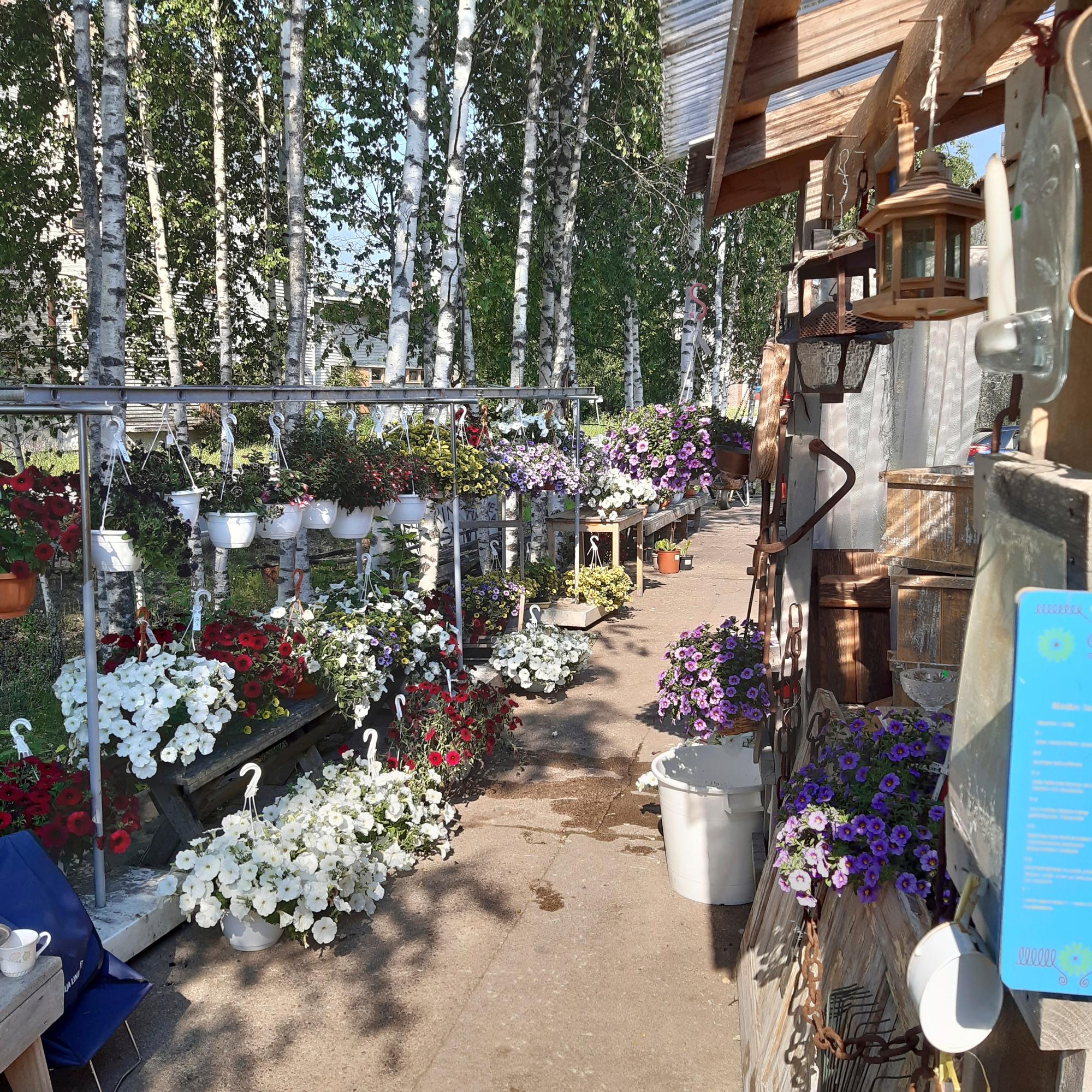 Hanging flower pots outside