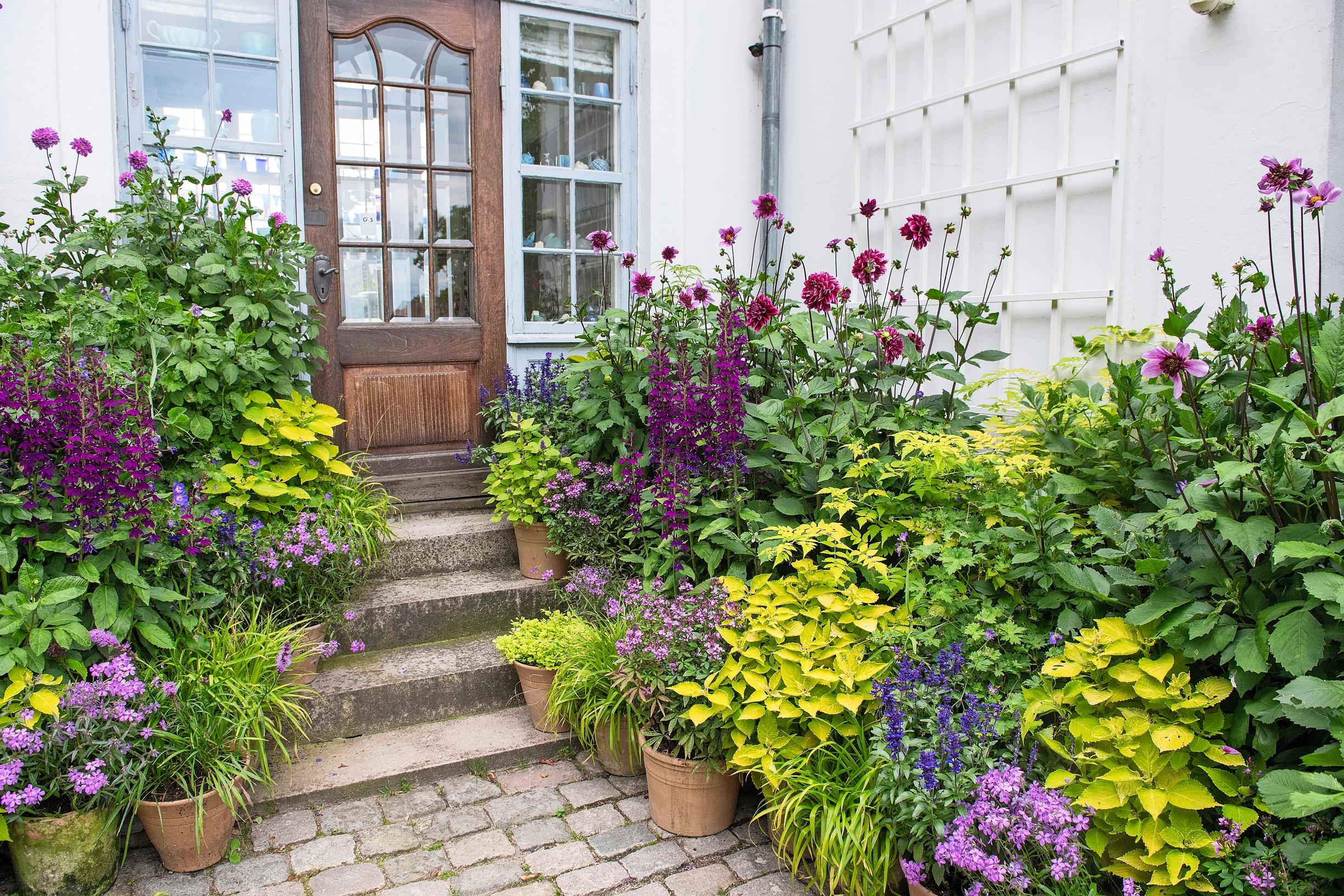 Purple summer flowers in Claus Dalby’s container garden