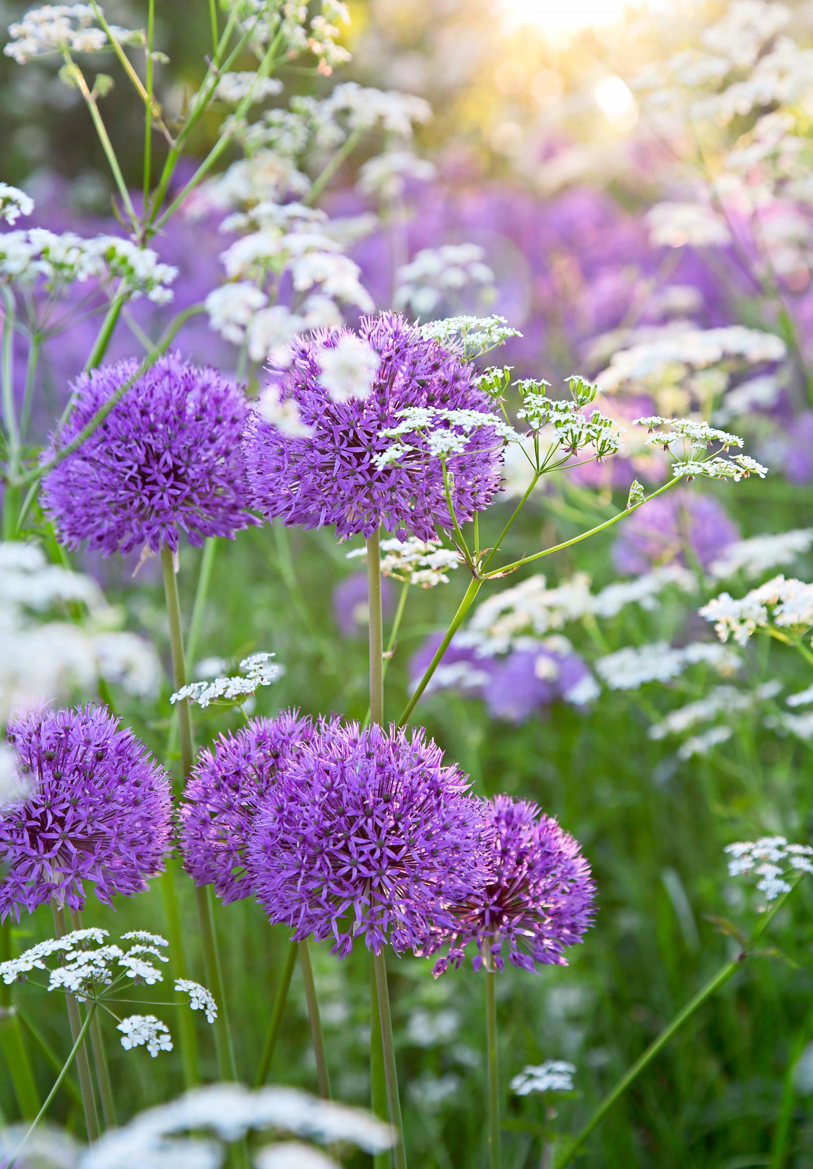 How to grow alliums