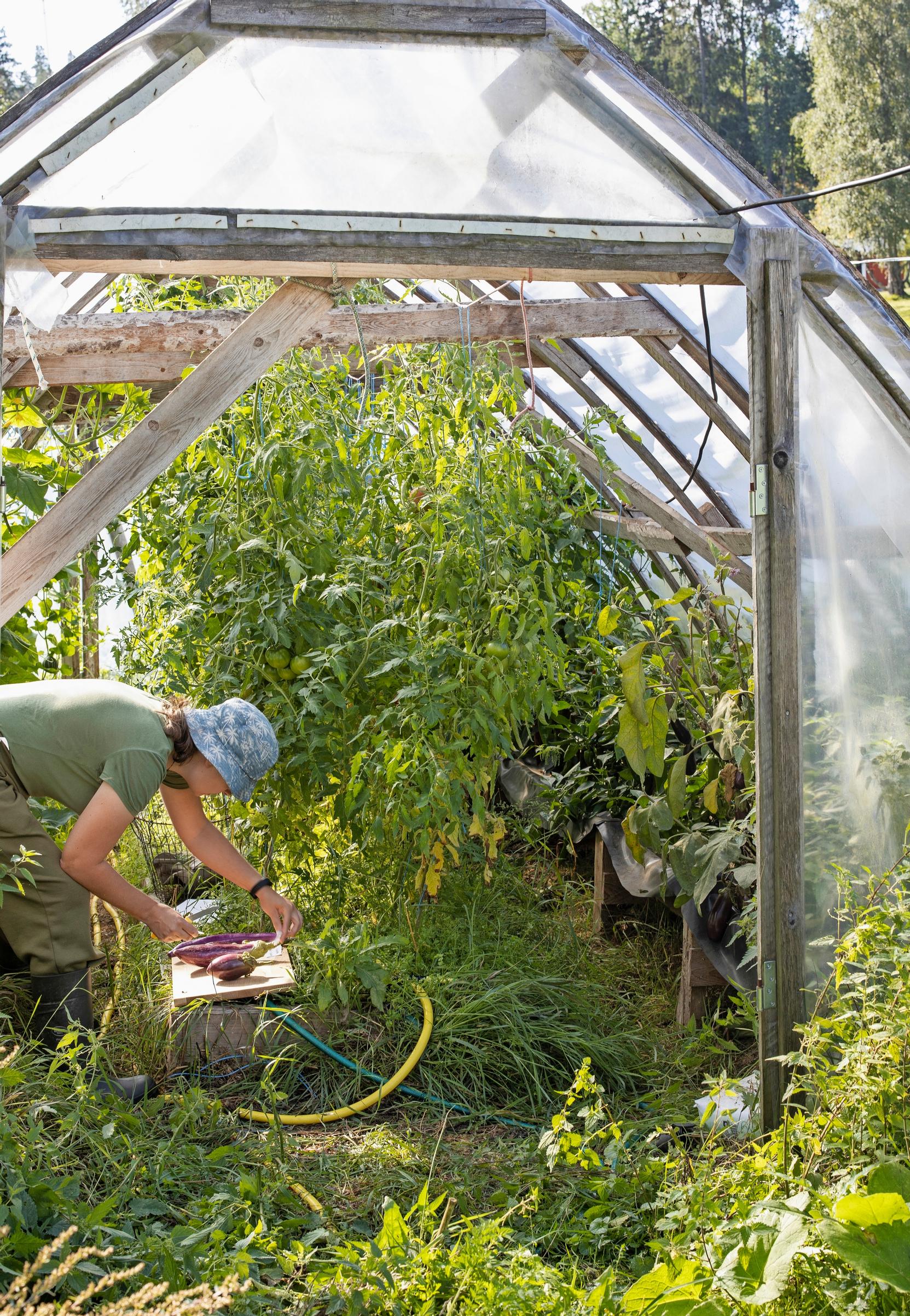 Grower and greenhouse