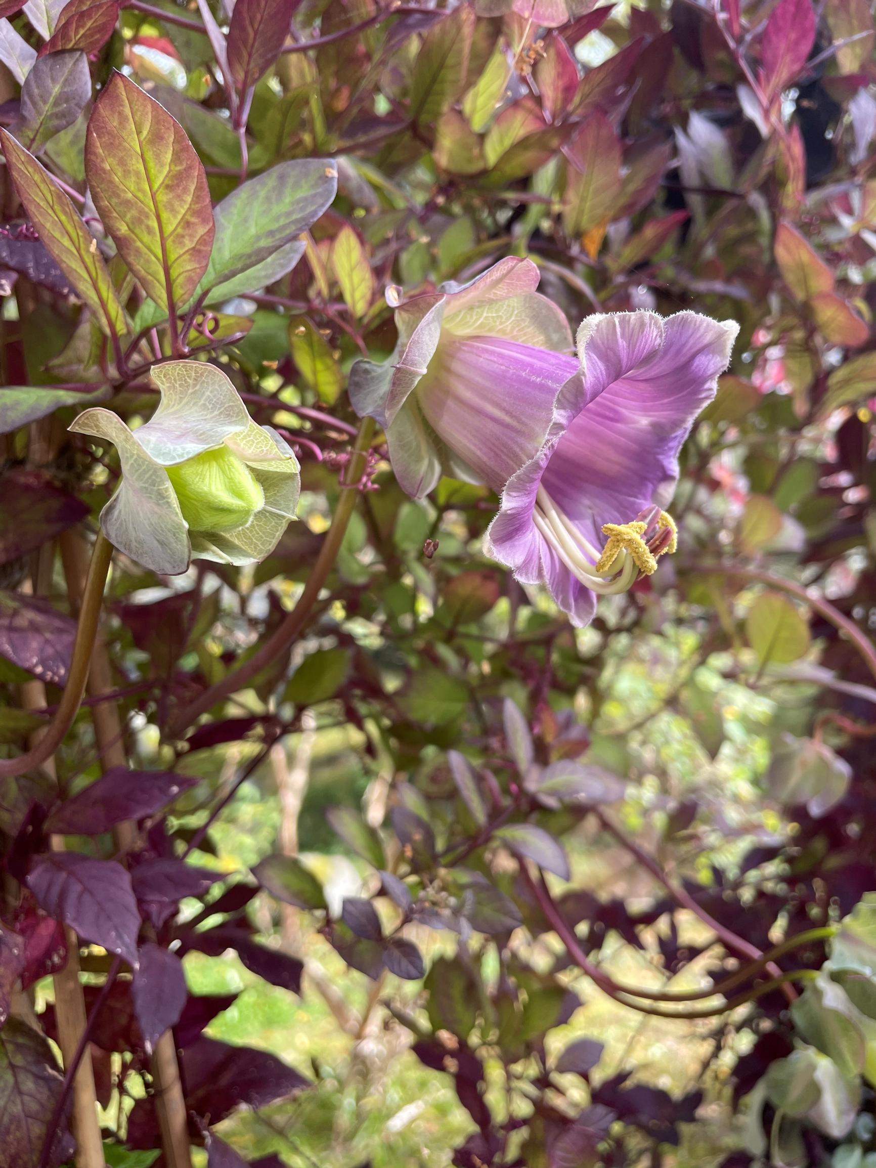 Cup and saucer vine