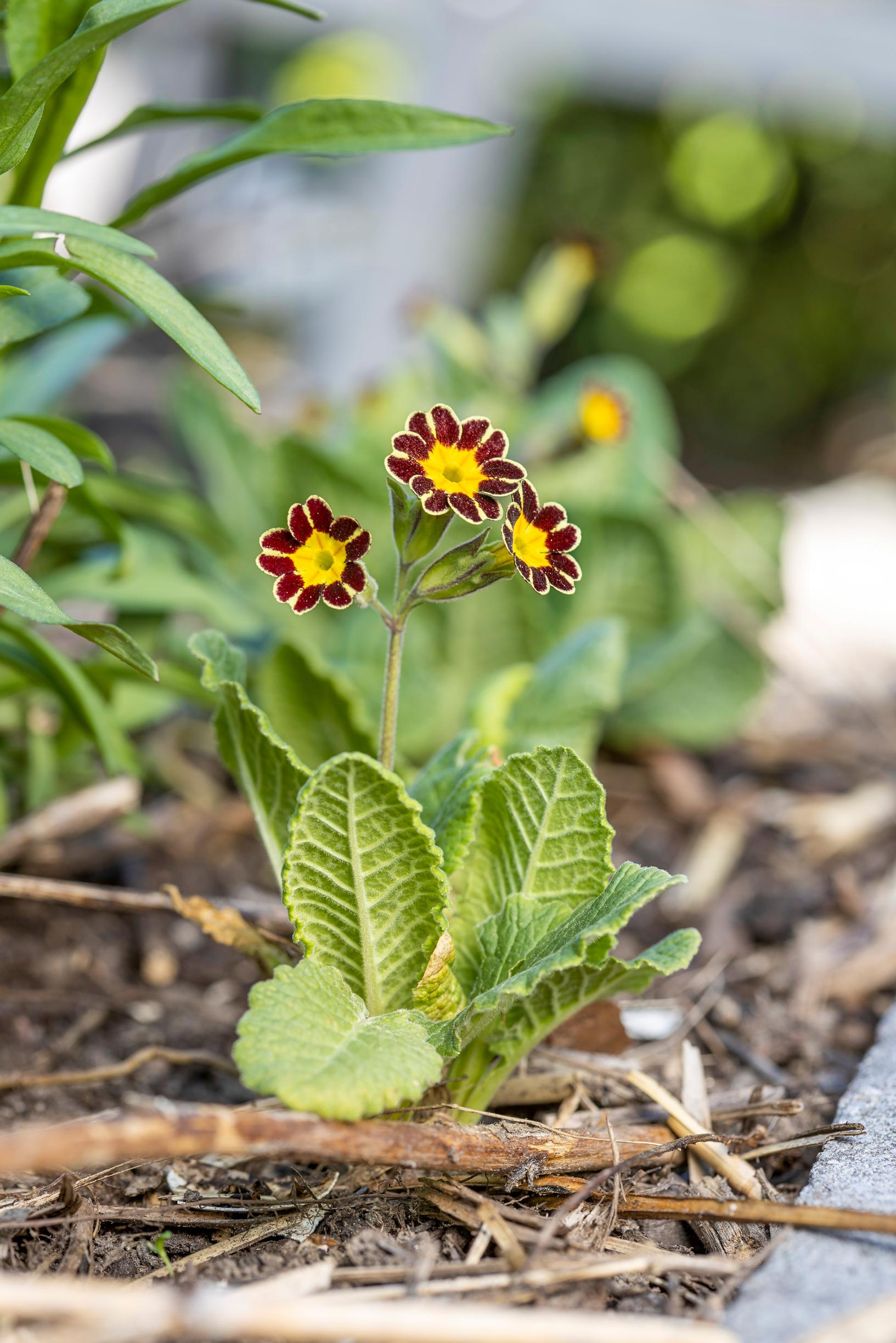 Primrose is more versatile than its reputation: polyanthus primrose ‘Victoriana Gold Lace Black’ Primula × polyantha