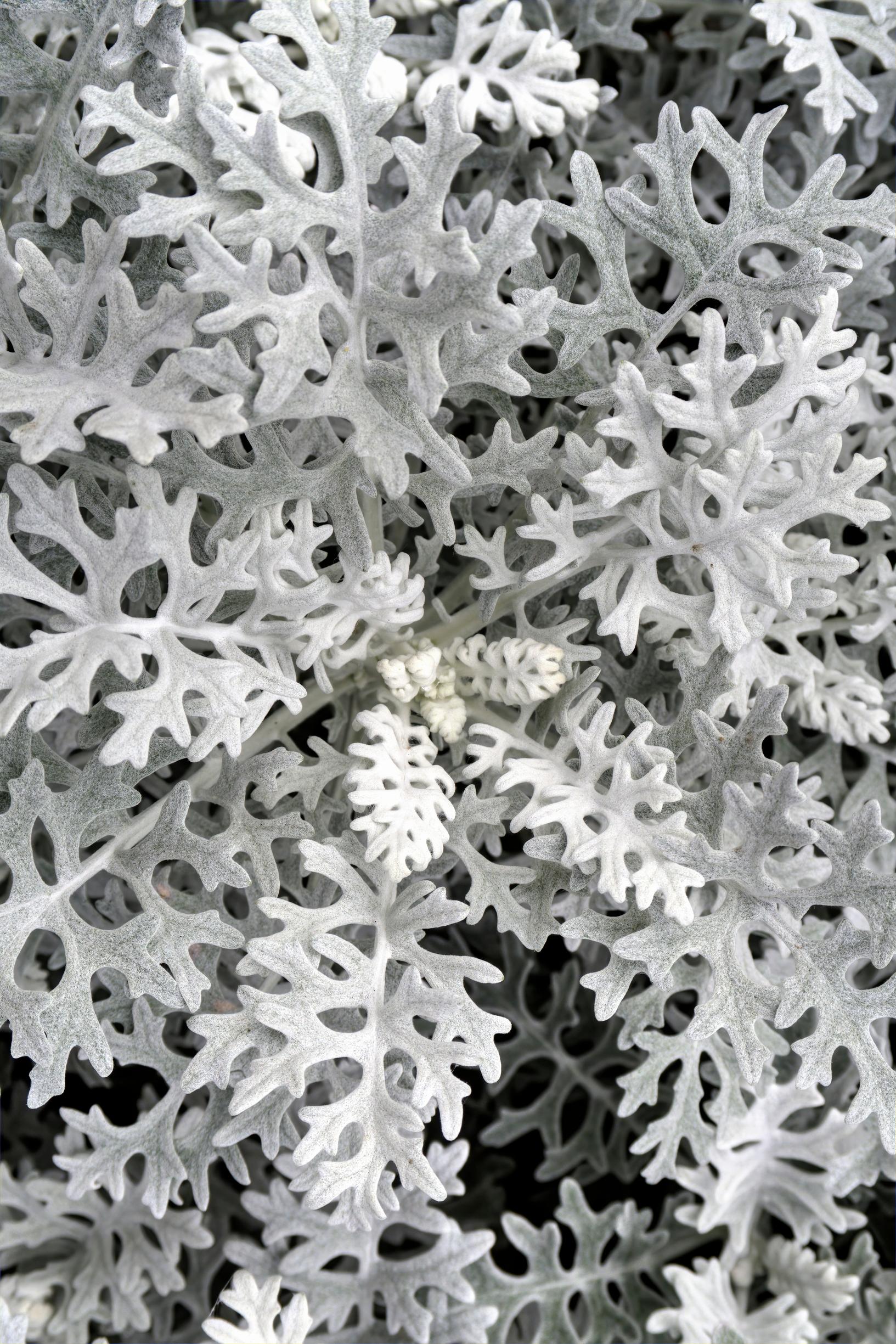 Drought resistant flowers: dusty miller, jacobaea maritima