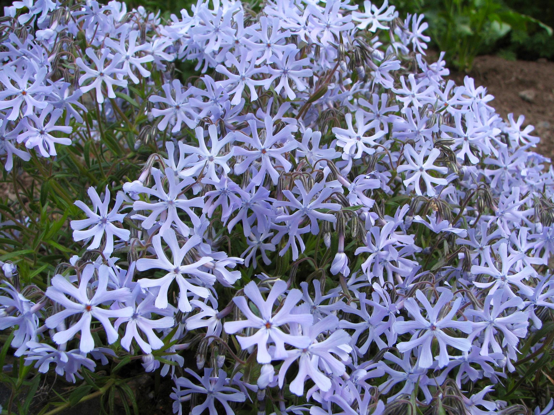 hietaleimu