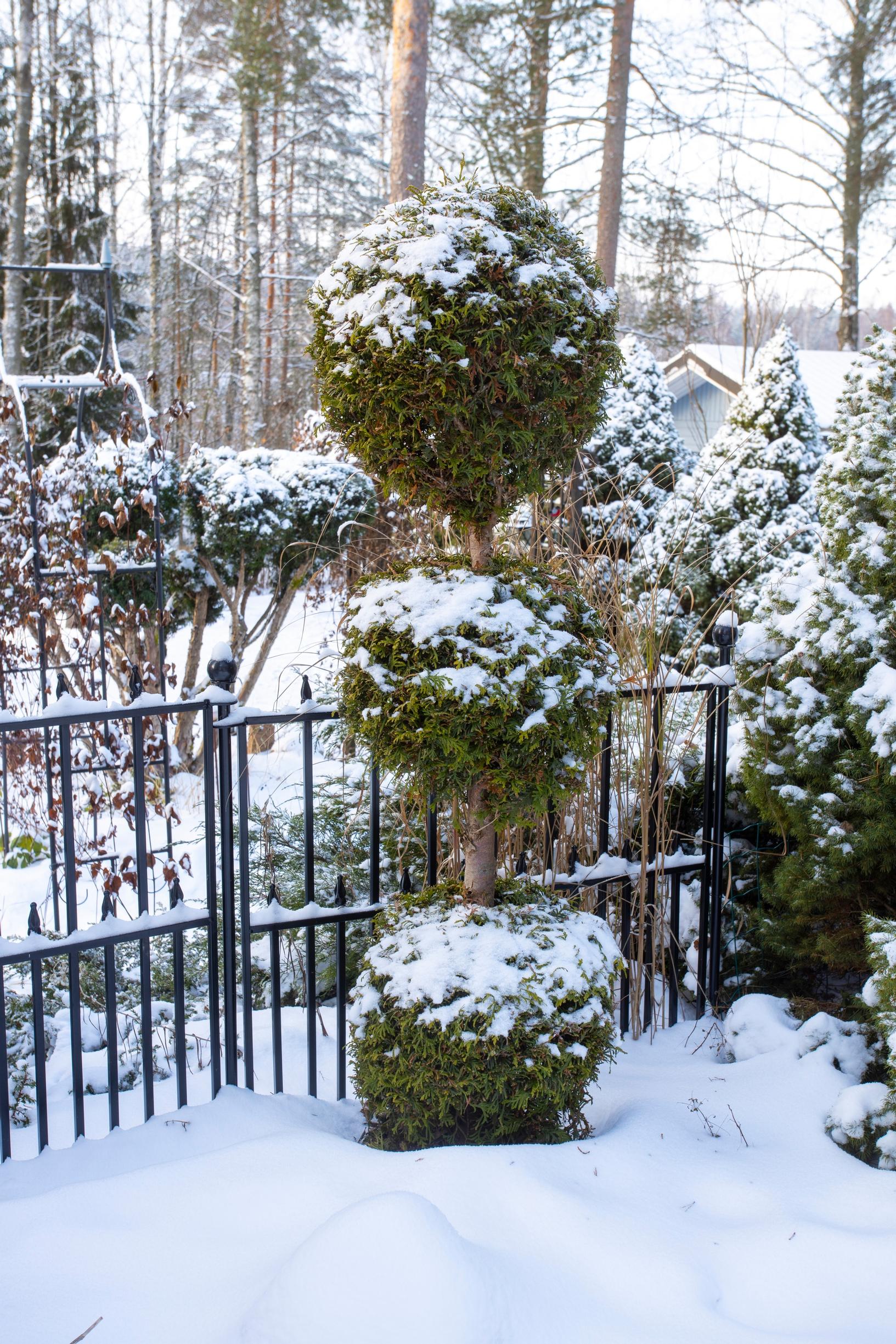 A thuja shaped into three balls is an eye-catching ornament in the winter garden.