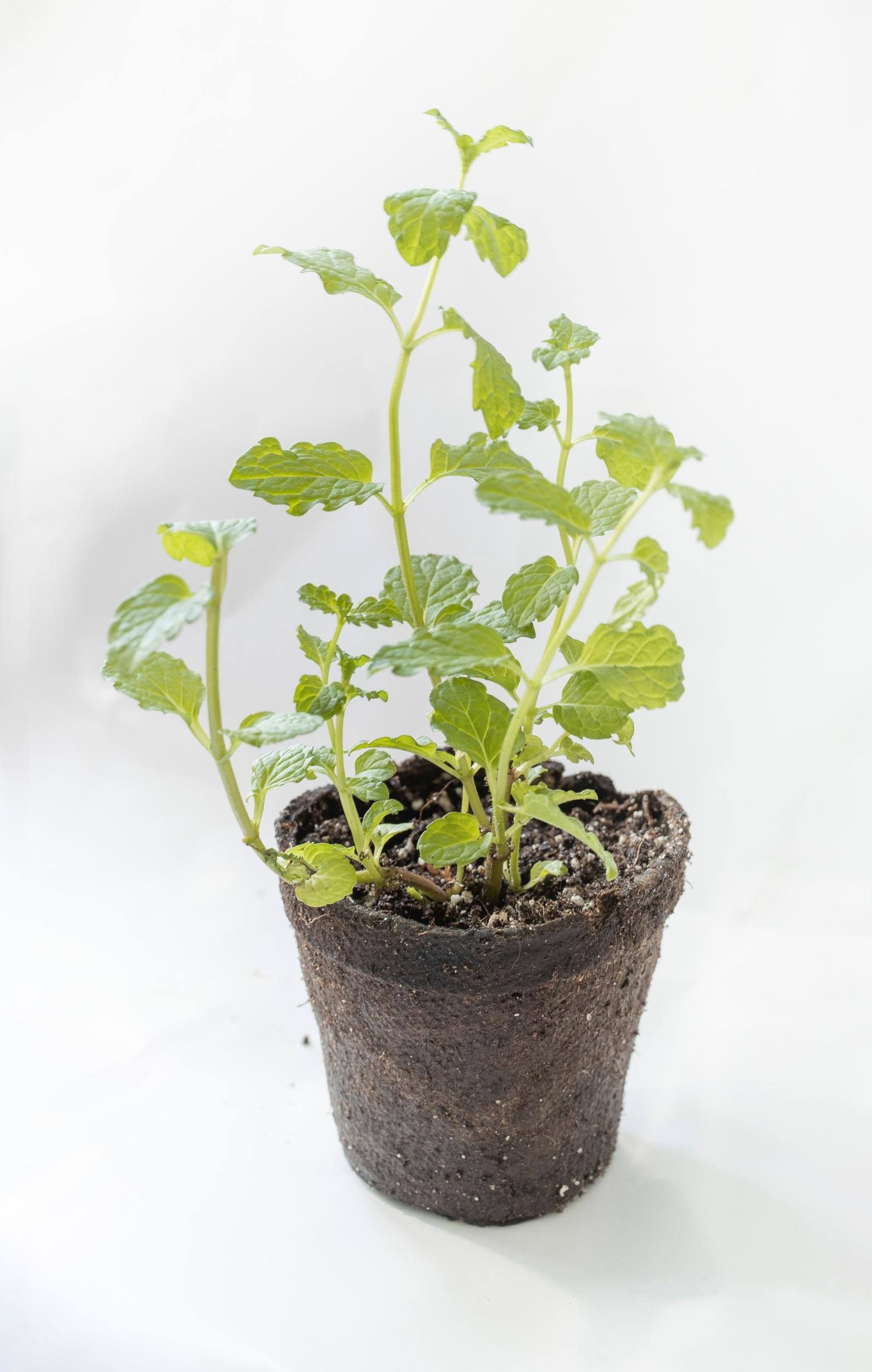Moroccan mint