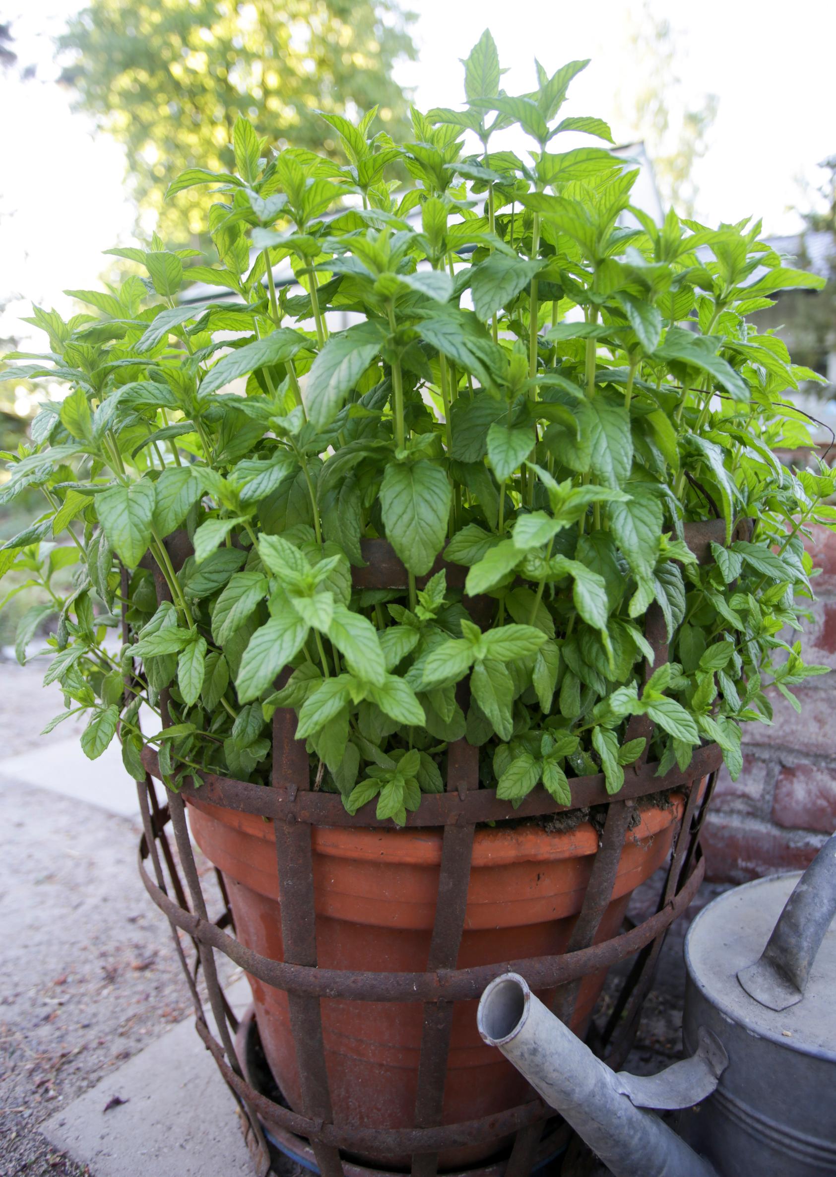 mint in a pot
