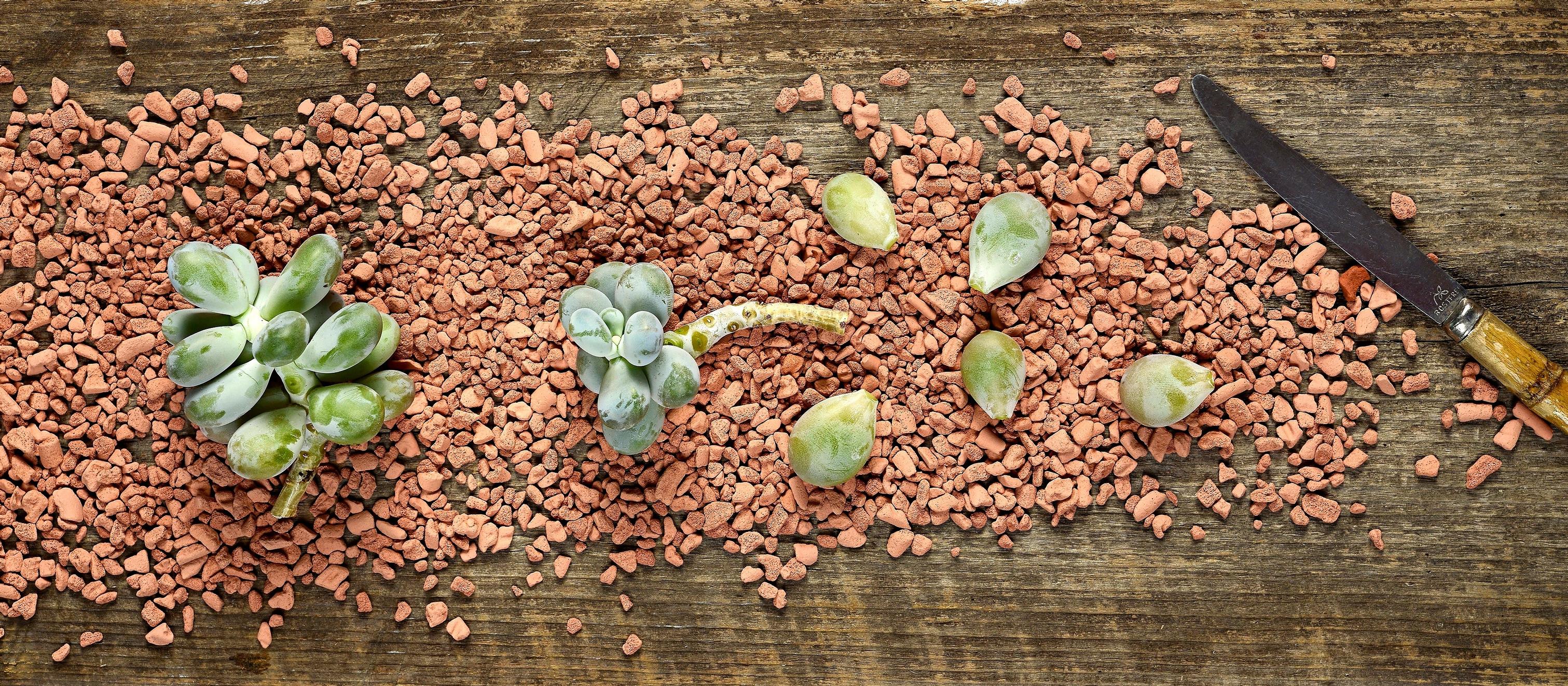 Growing plant cuttings