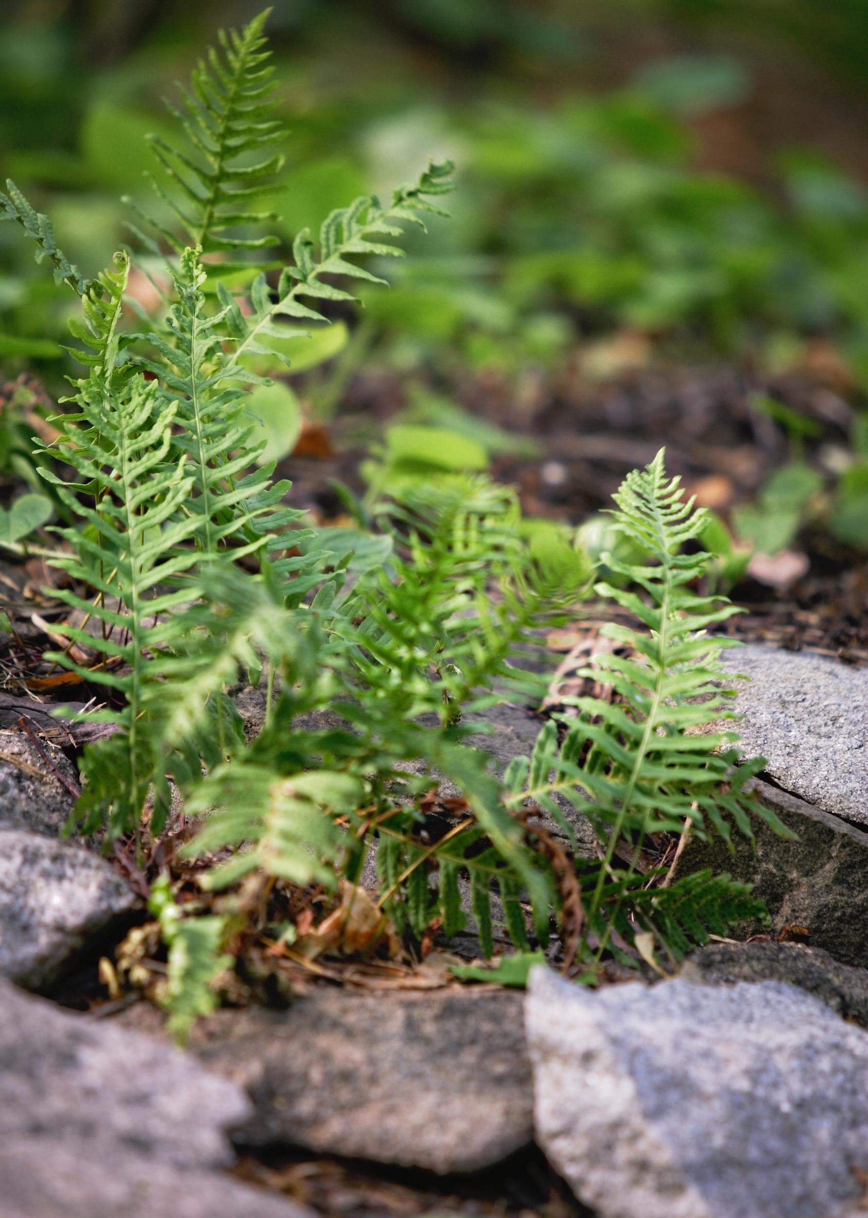 Polypody