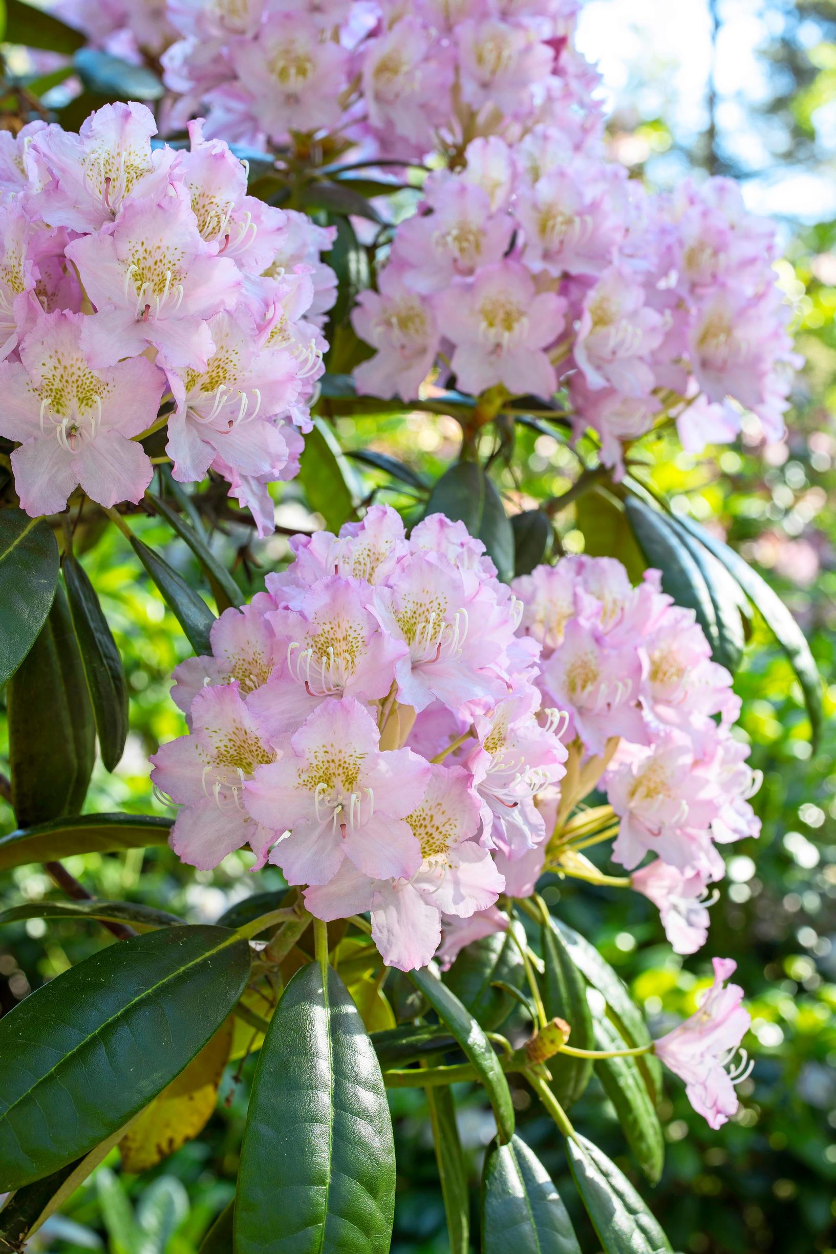 An unnamed rhododendron