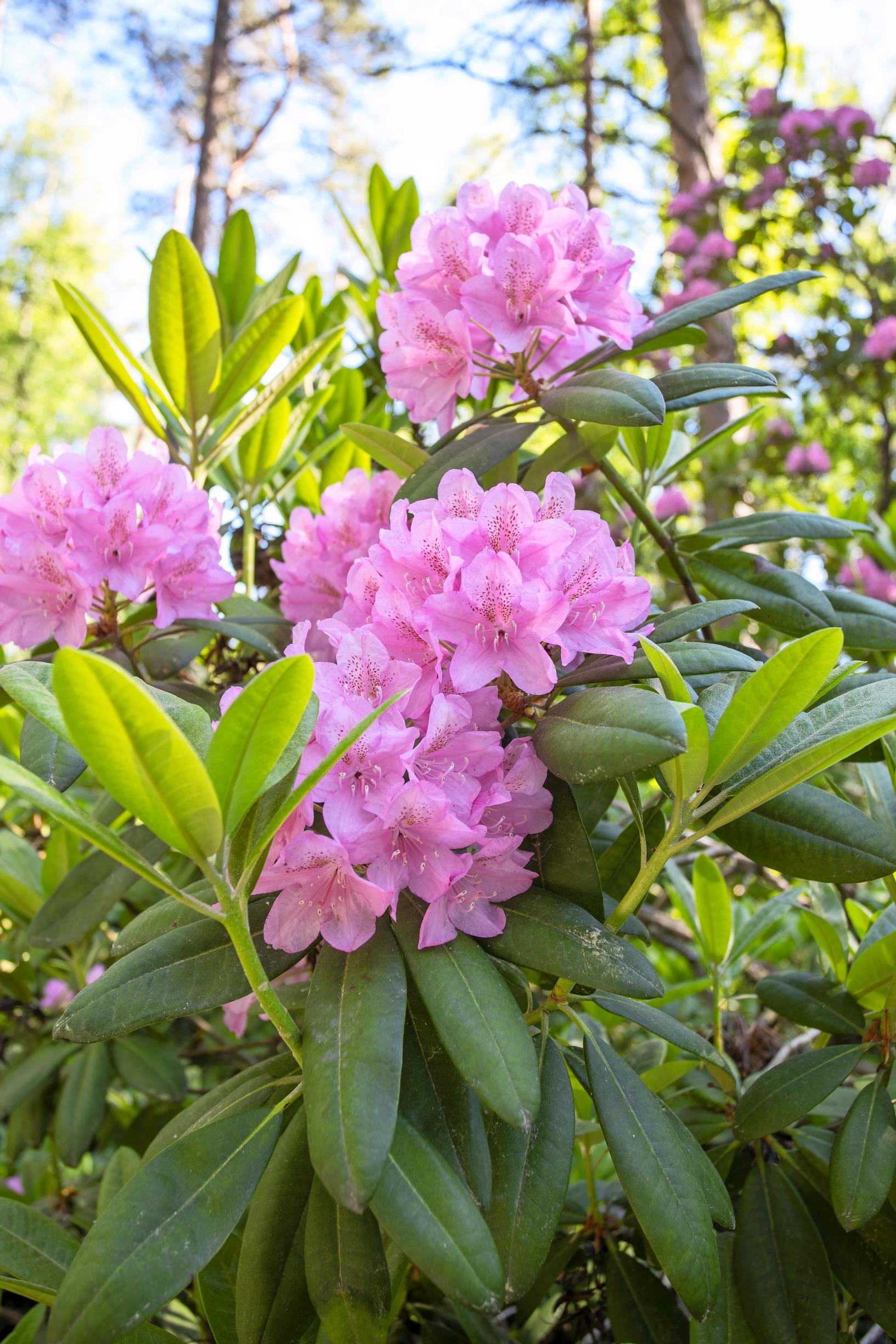 Rhododendron ‘Haaga’
