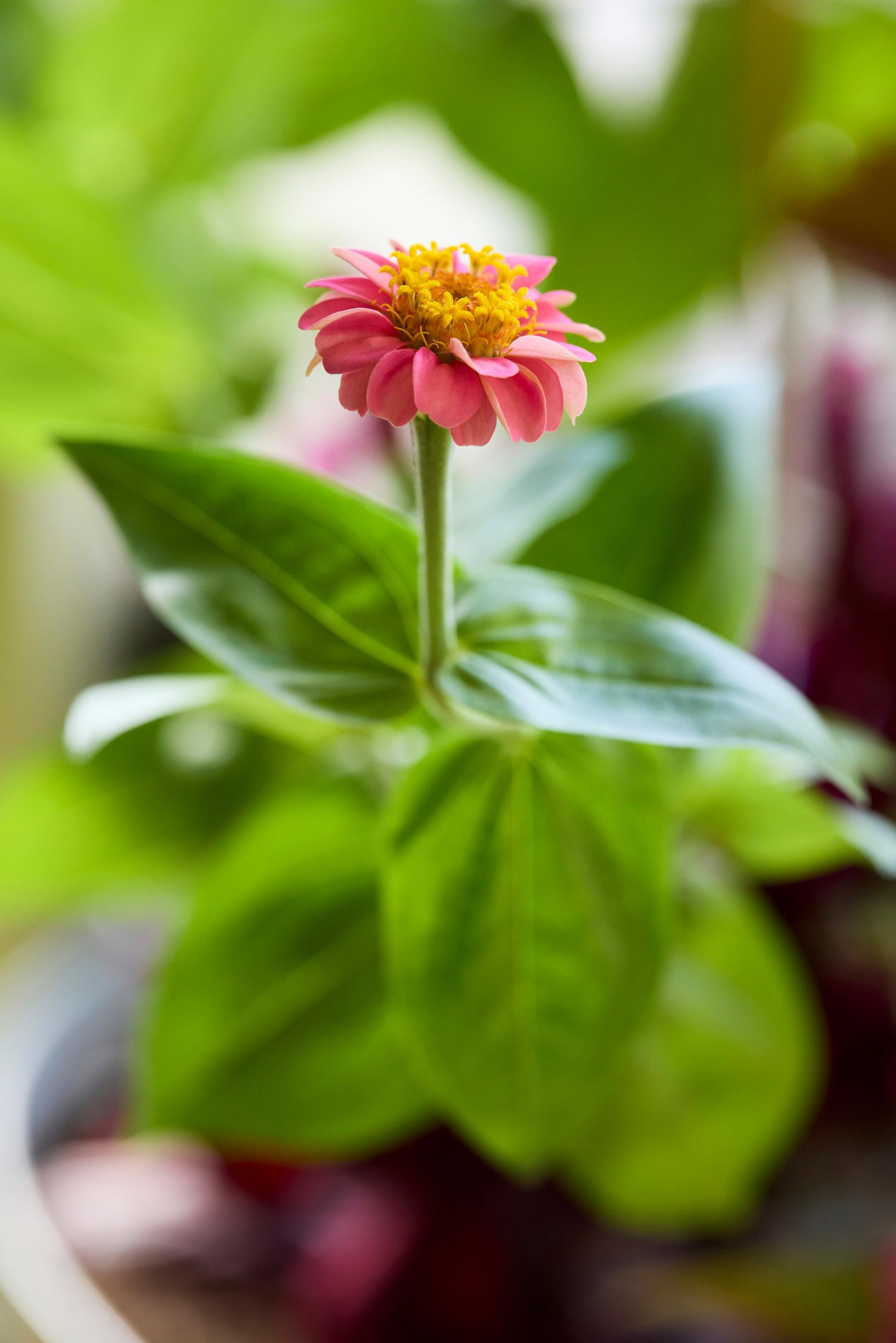 Interior designer’s balcony: zinnia
