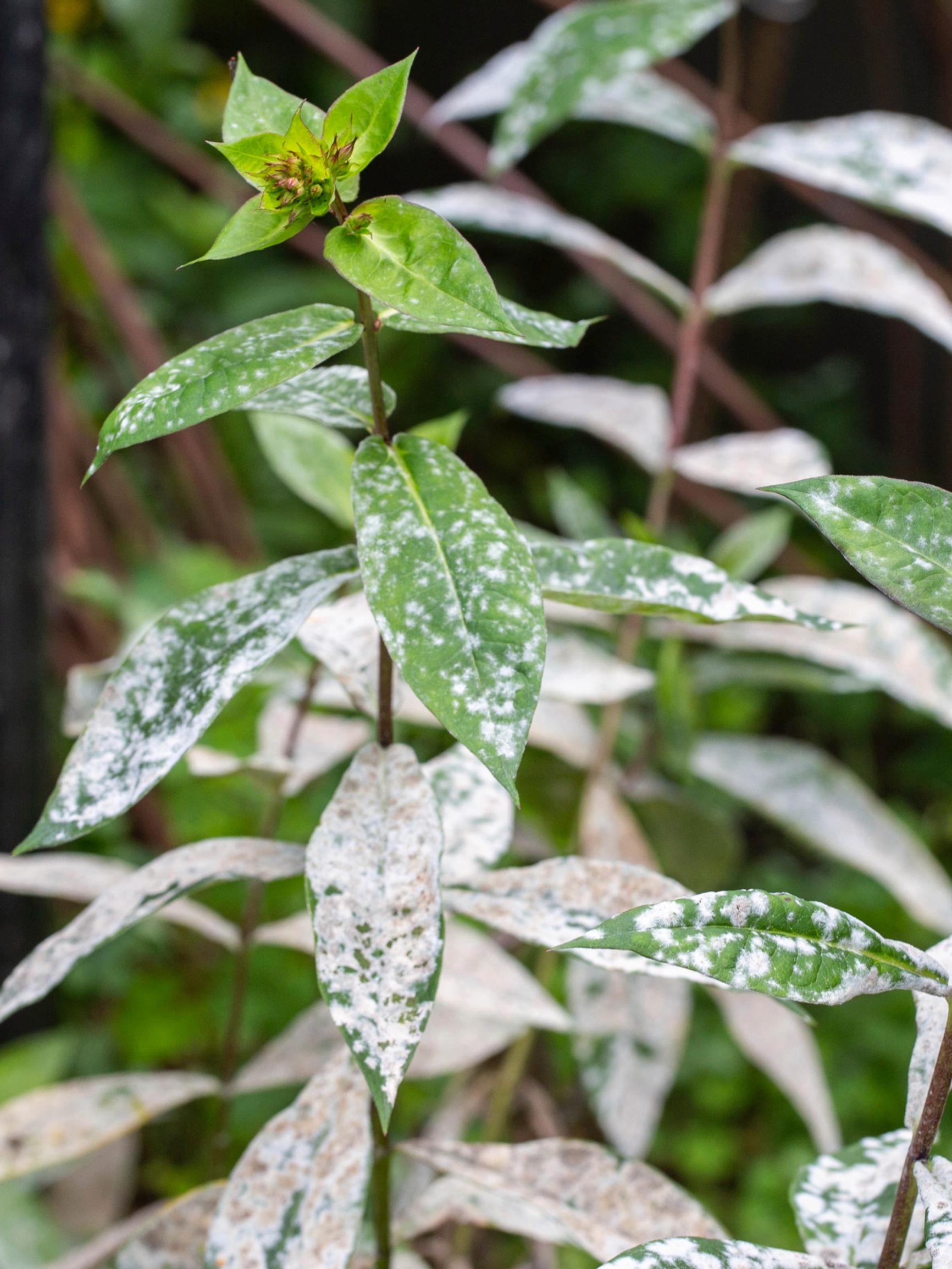 Conquer powdery mildew: top tips for a healthier late-summer garden