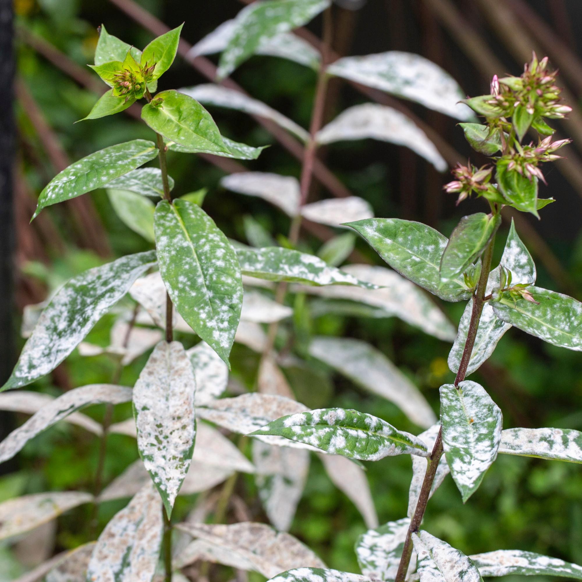 Conquer powdery mildew: top tips for a healthier late-summer garden