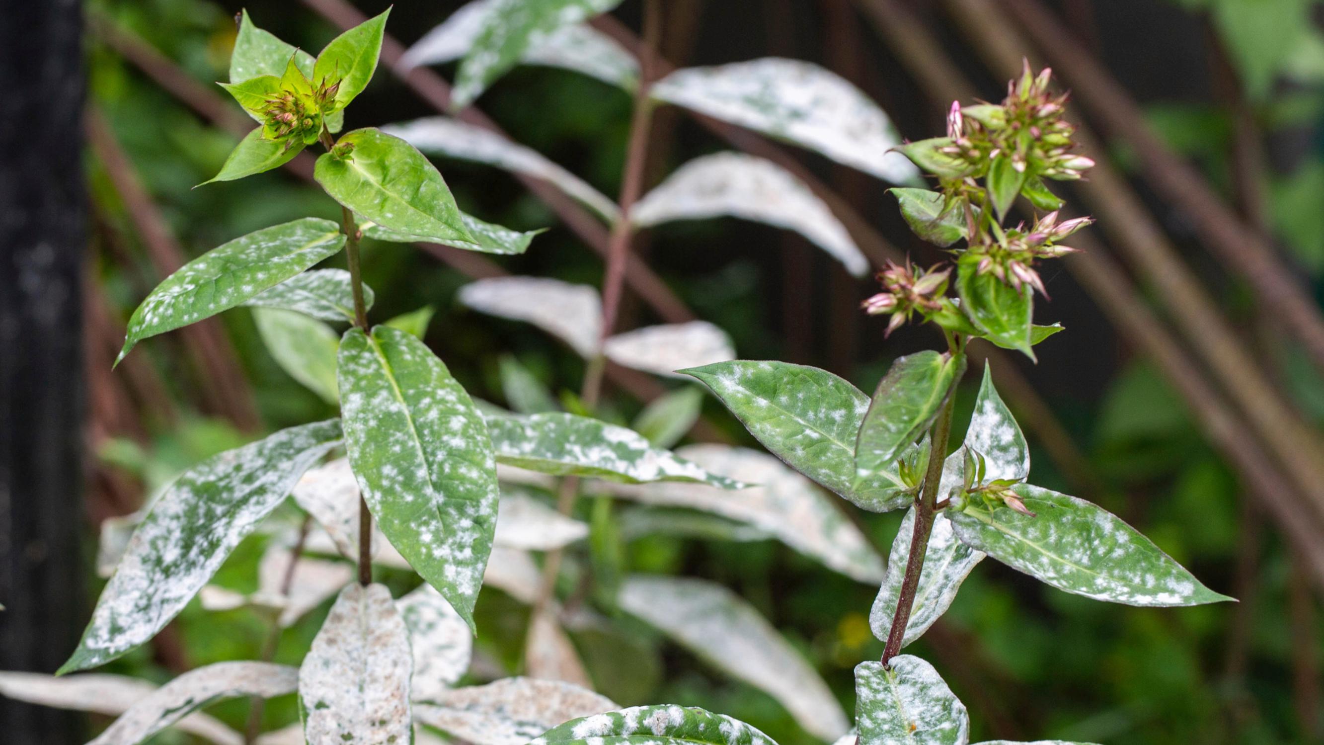 Conquer powdery mildew: top tips for a healthier late-summer garden
