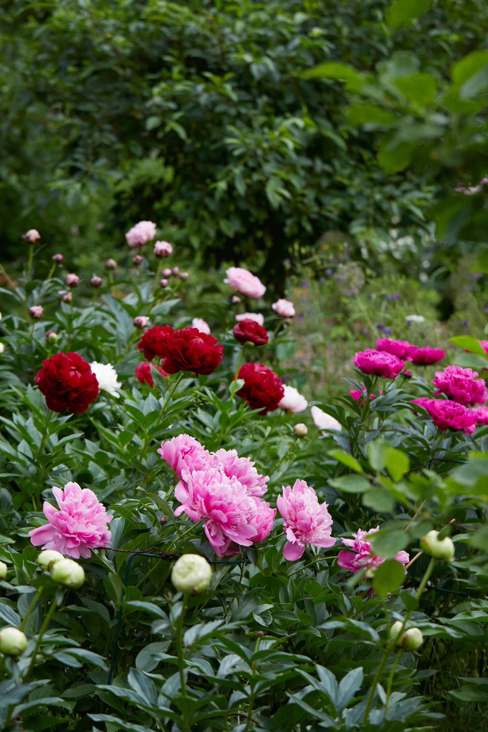 Peony bed