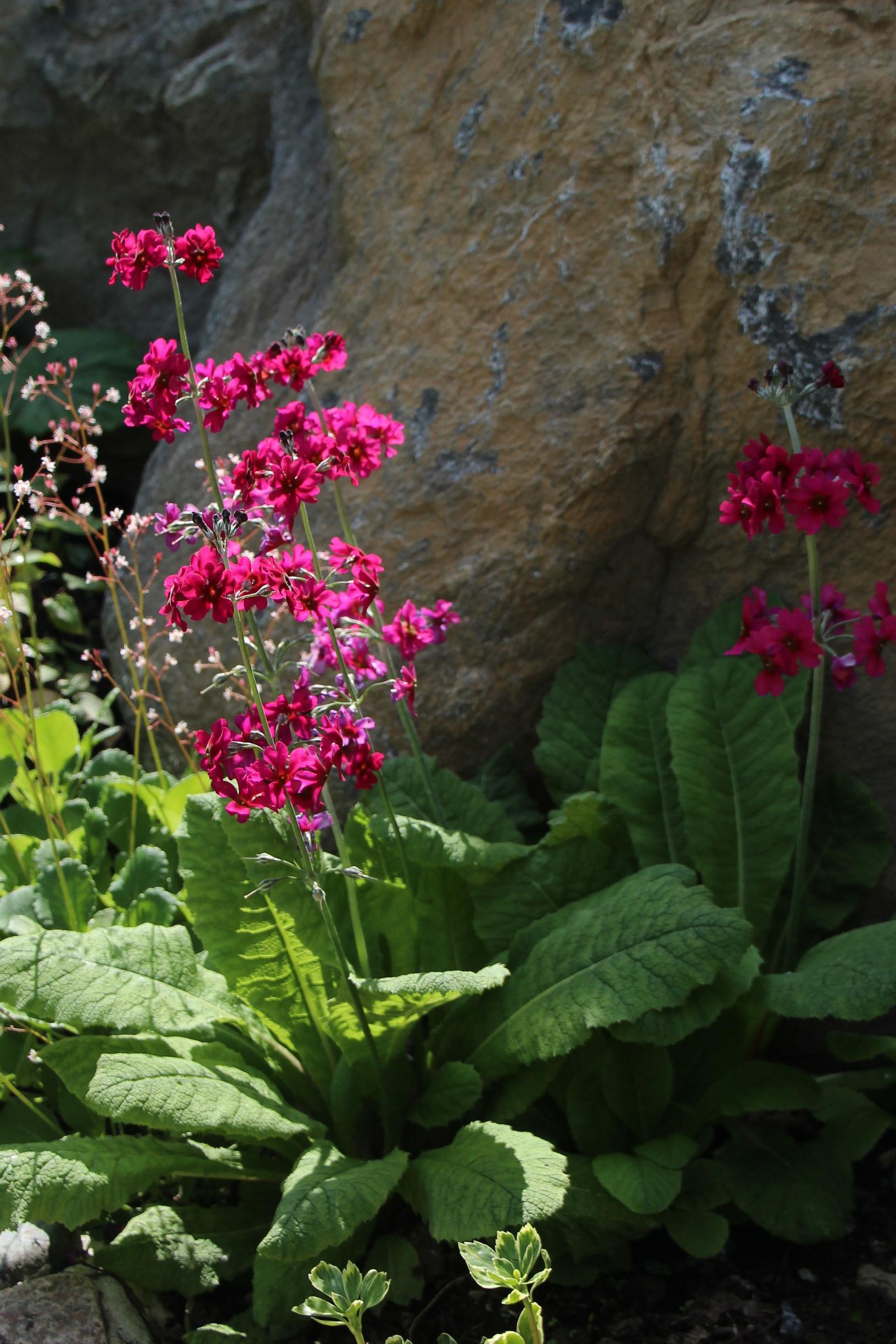 Primrose is more versatile than its reputation: Sichuan primrose