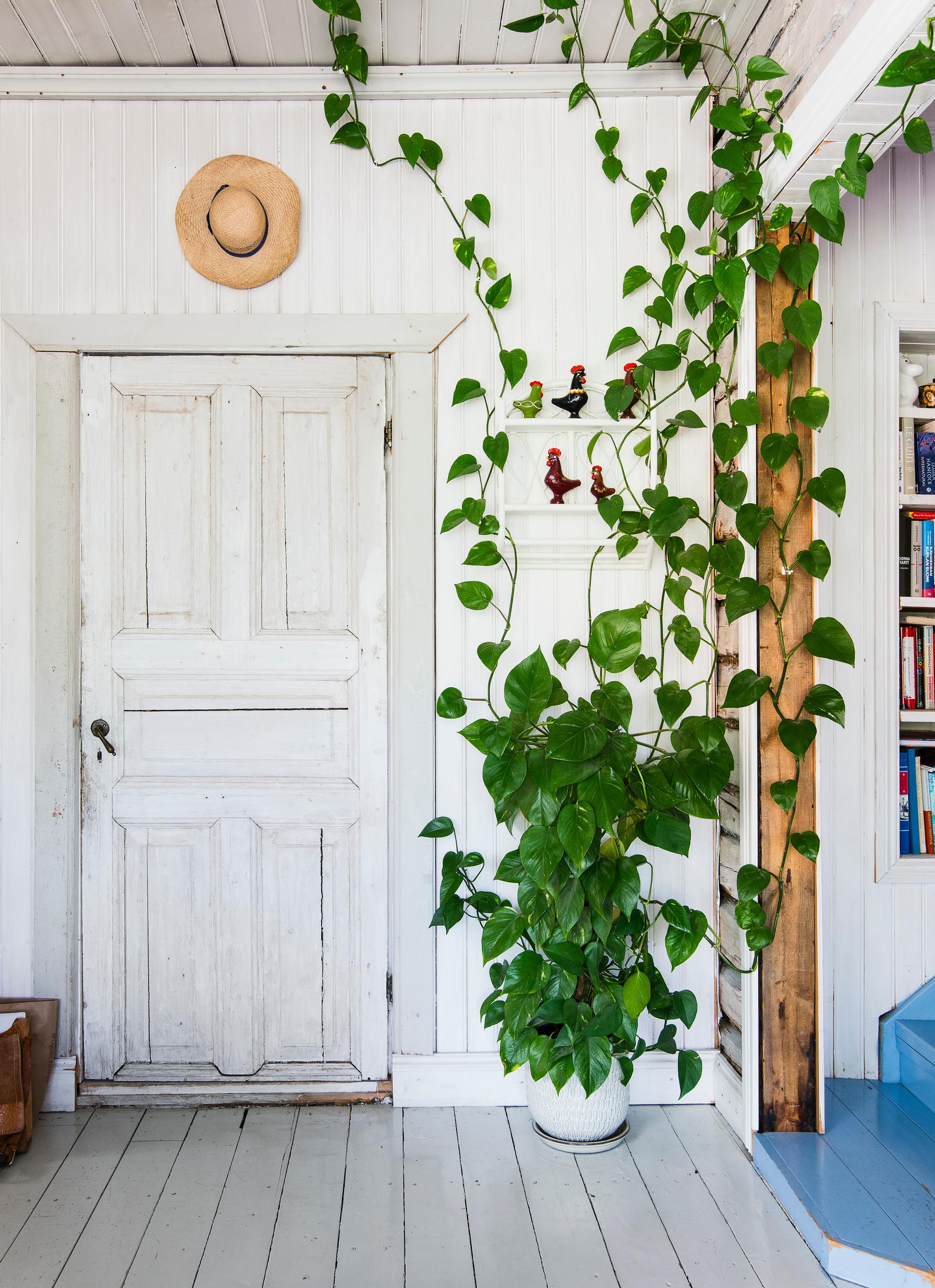 A climbing houseplant on the walls