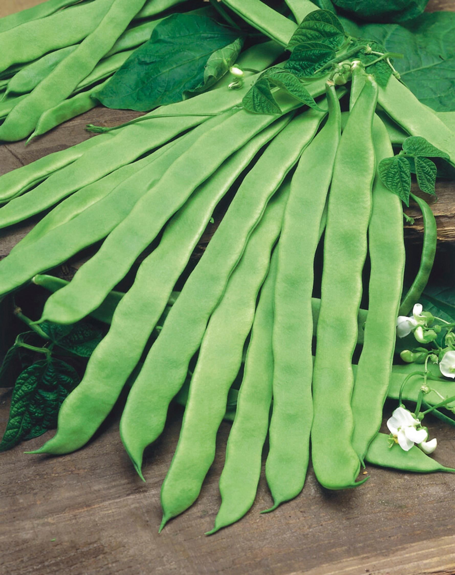 Bean varieties: snap bean ’Nassau’