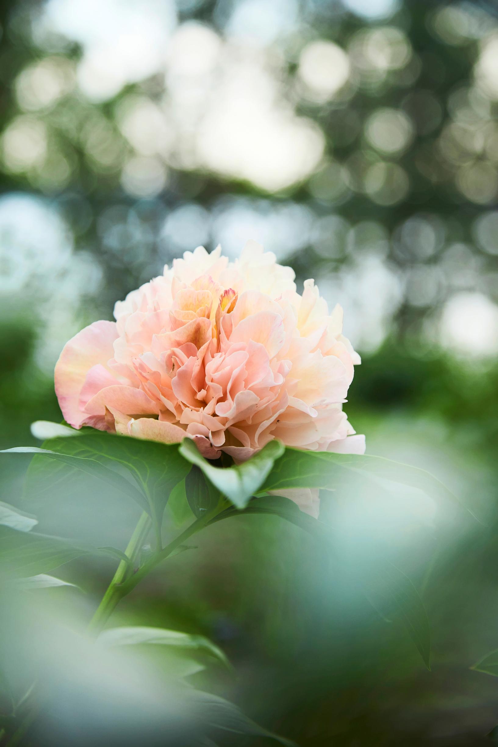 ‘Lois’ Choice’ has unusual yellowish hues in its blooms.