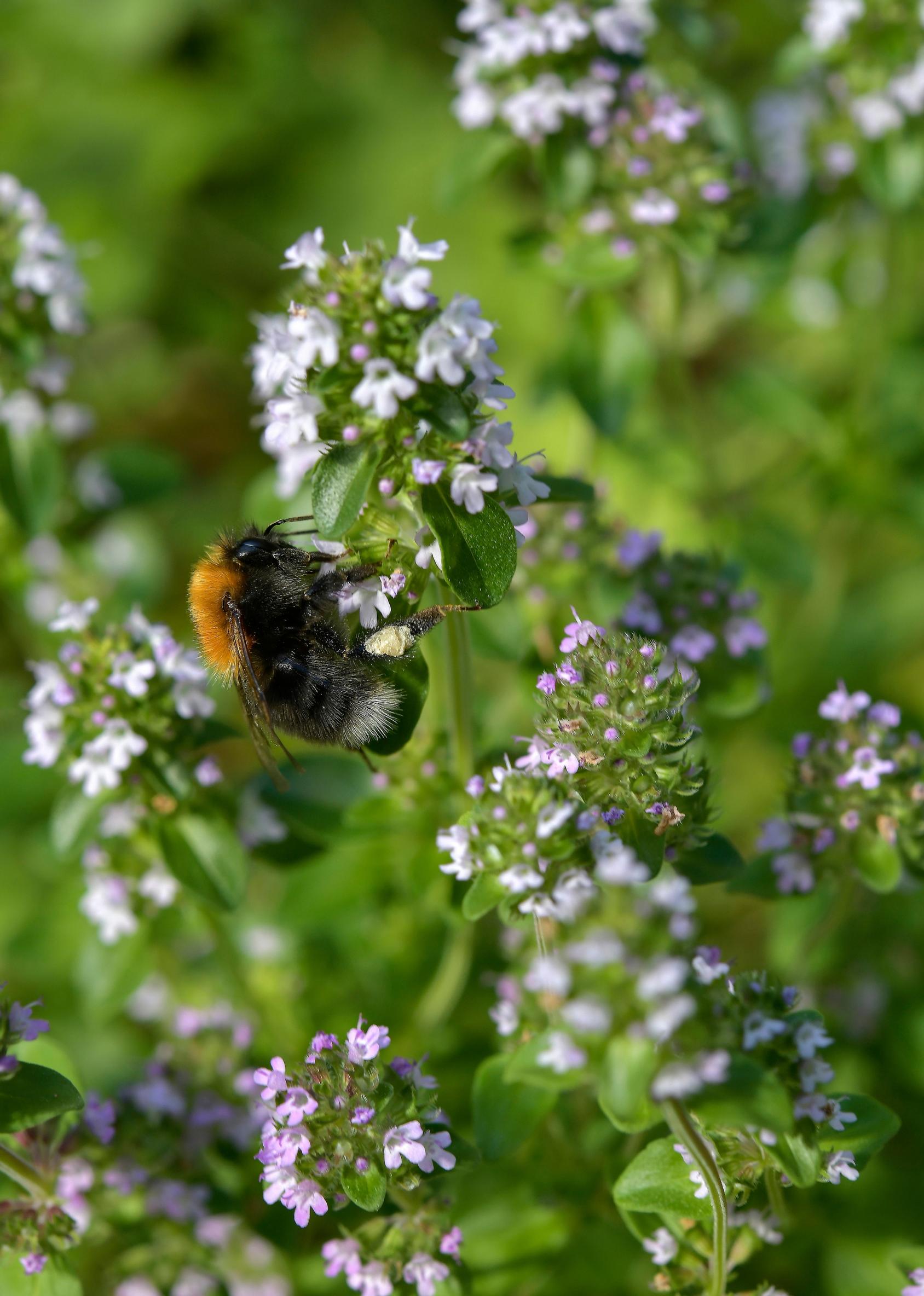 Garden with insects: Bumblebee on a flower
