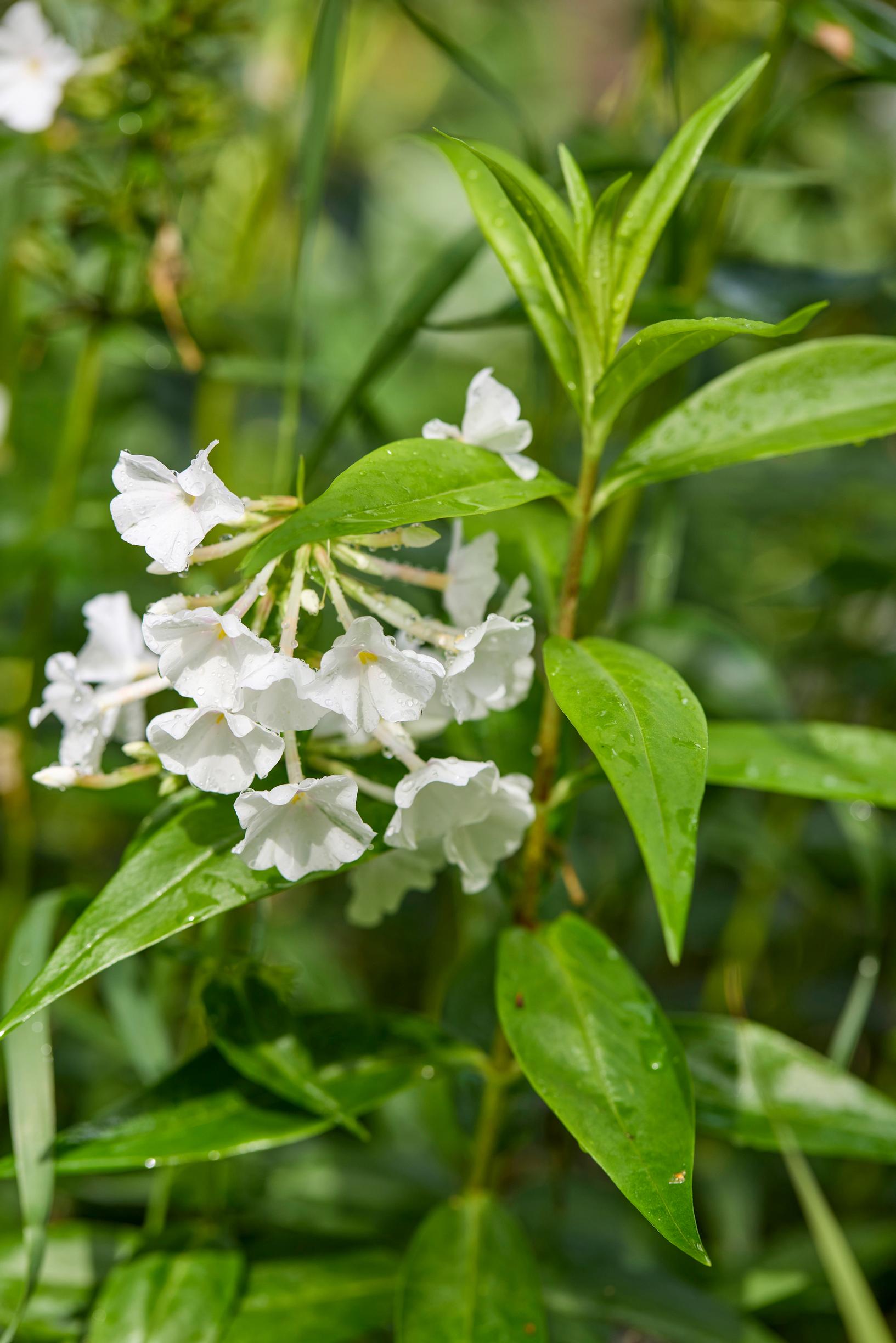 carolina phlox