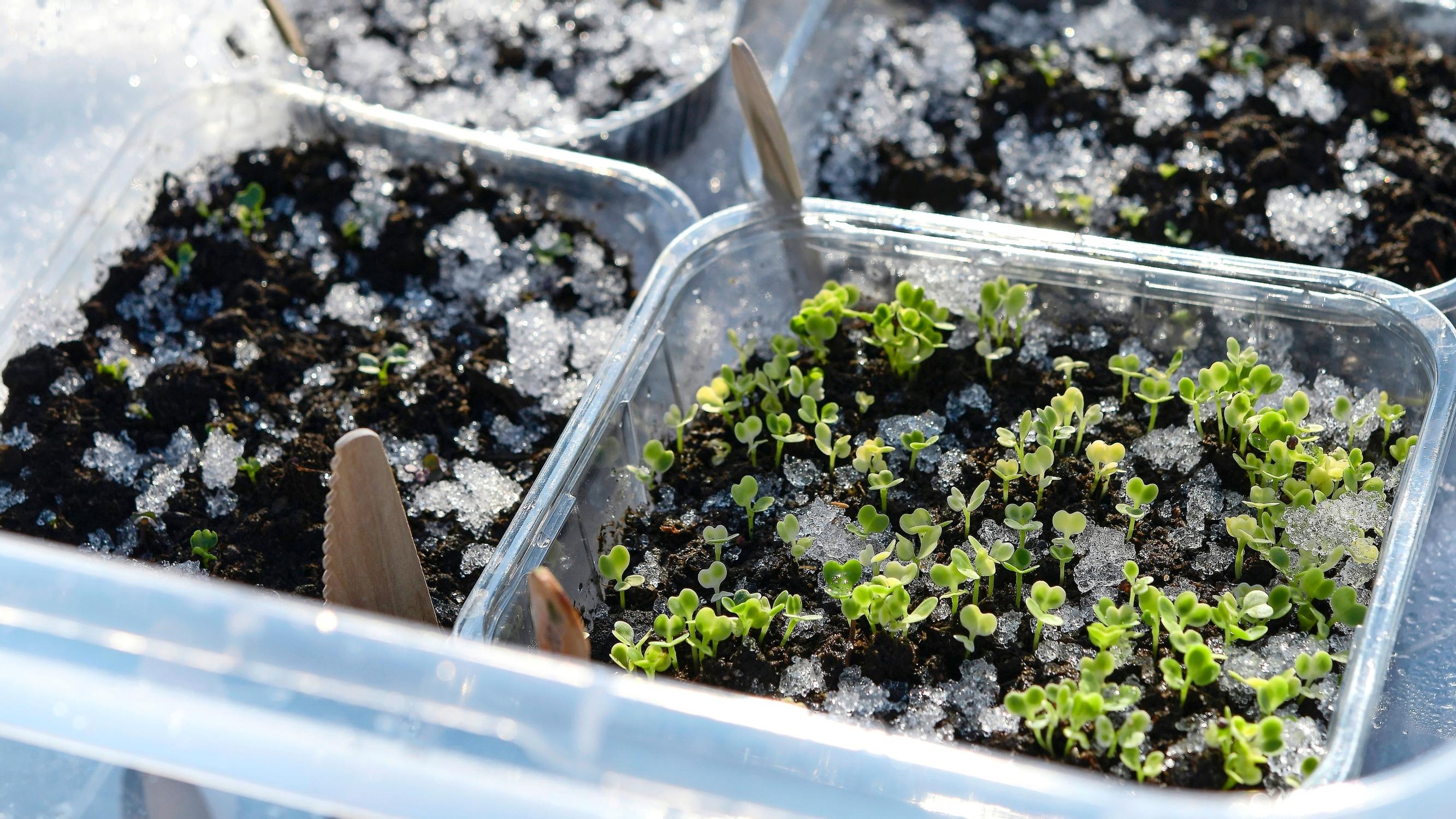 Winter sowing yields sturdy plants without cluttering your home with pots