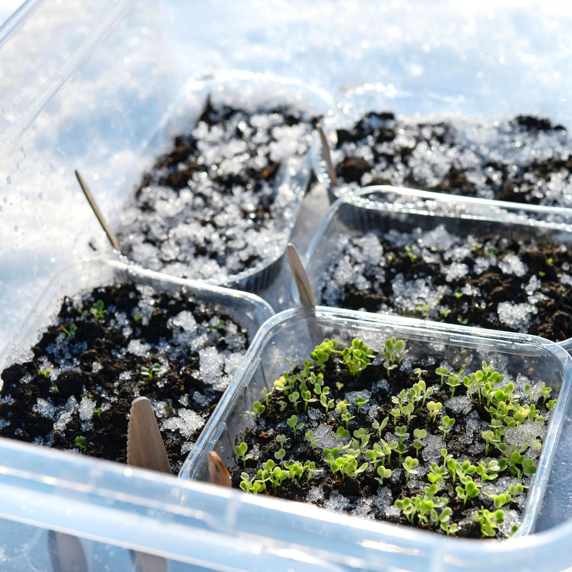 Winter sowing yields sturdy plants without cluttering your home with pots
