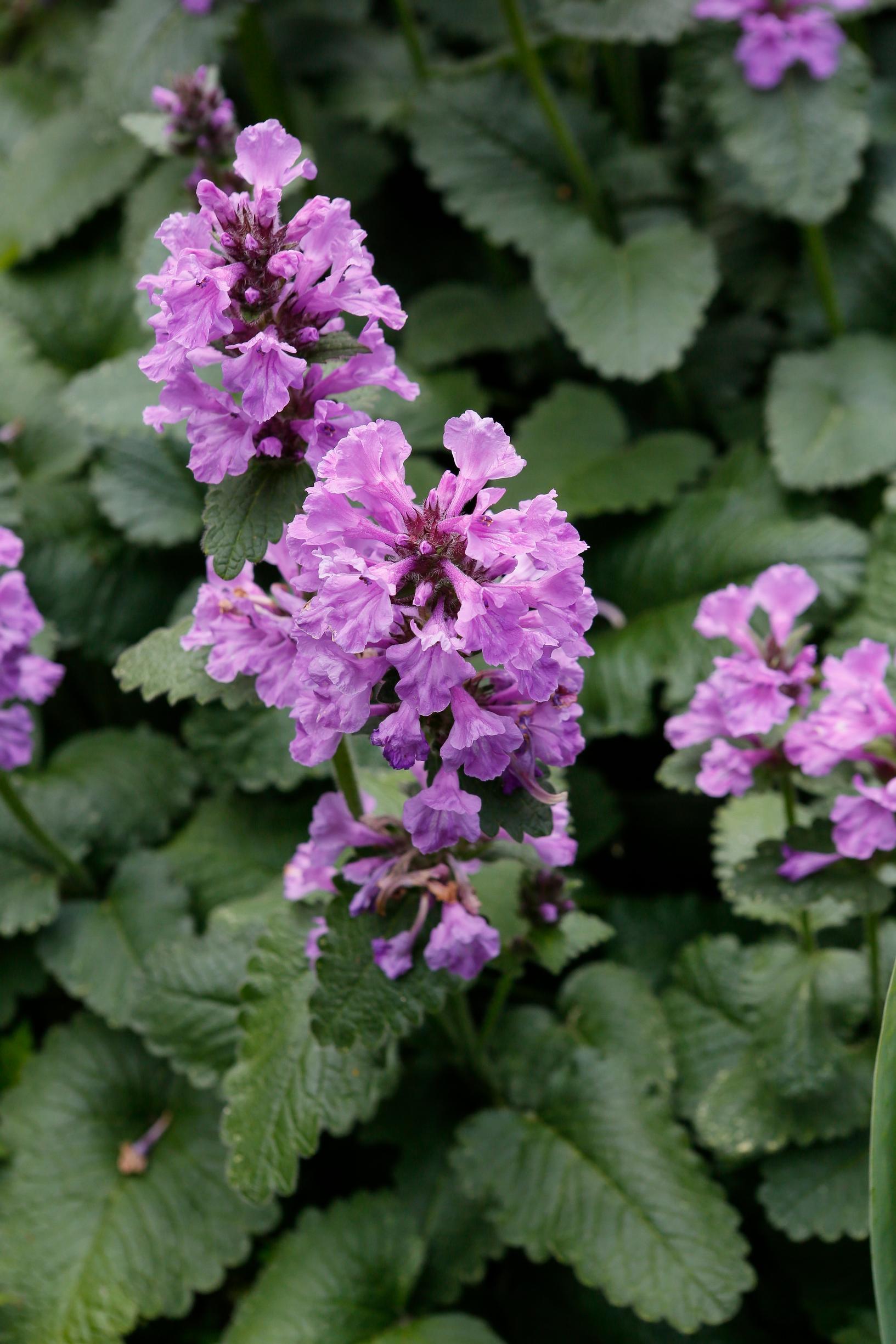 Easy grow perennial flowers