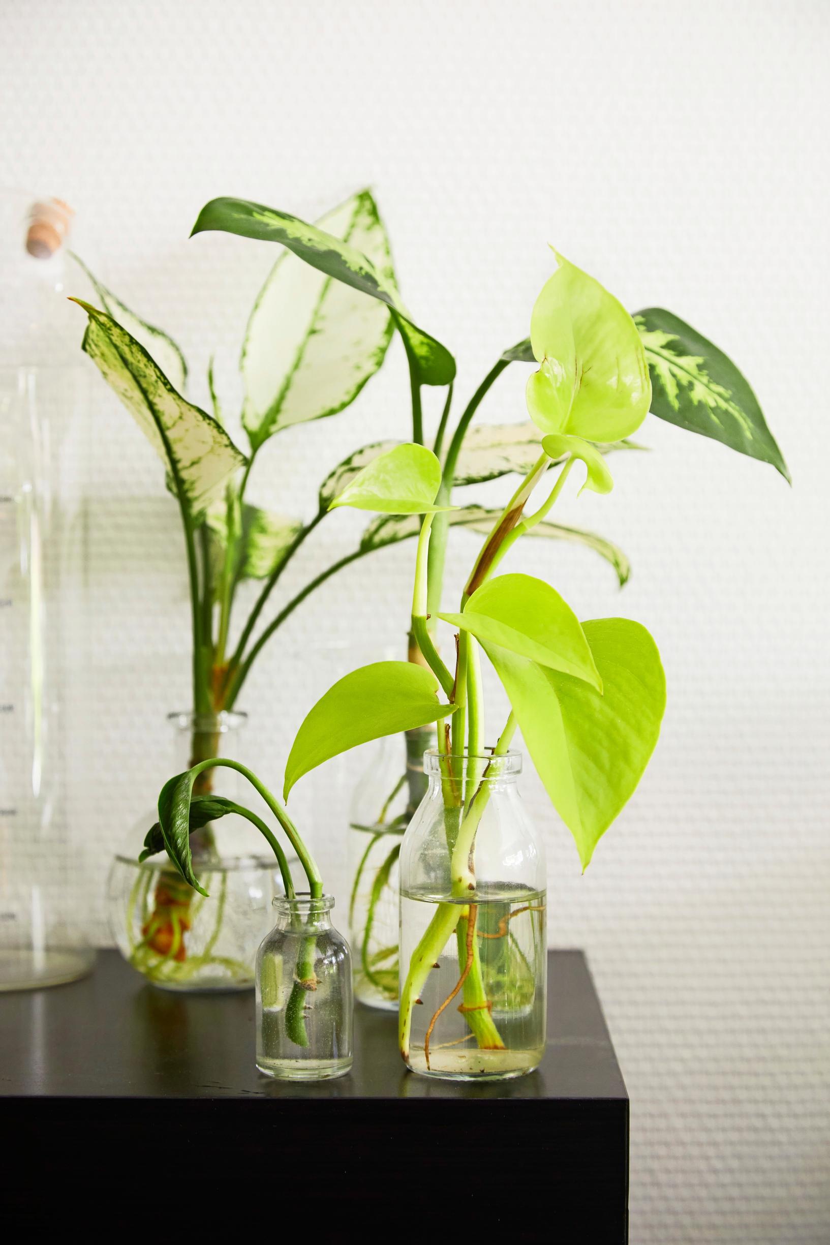 It's fun to watch golden pothos cuttings root in water.