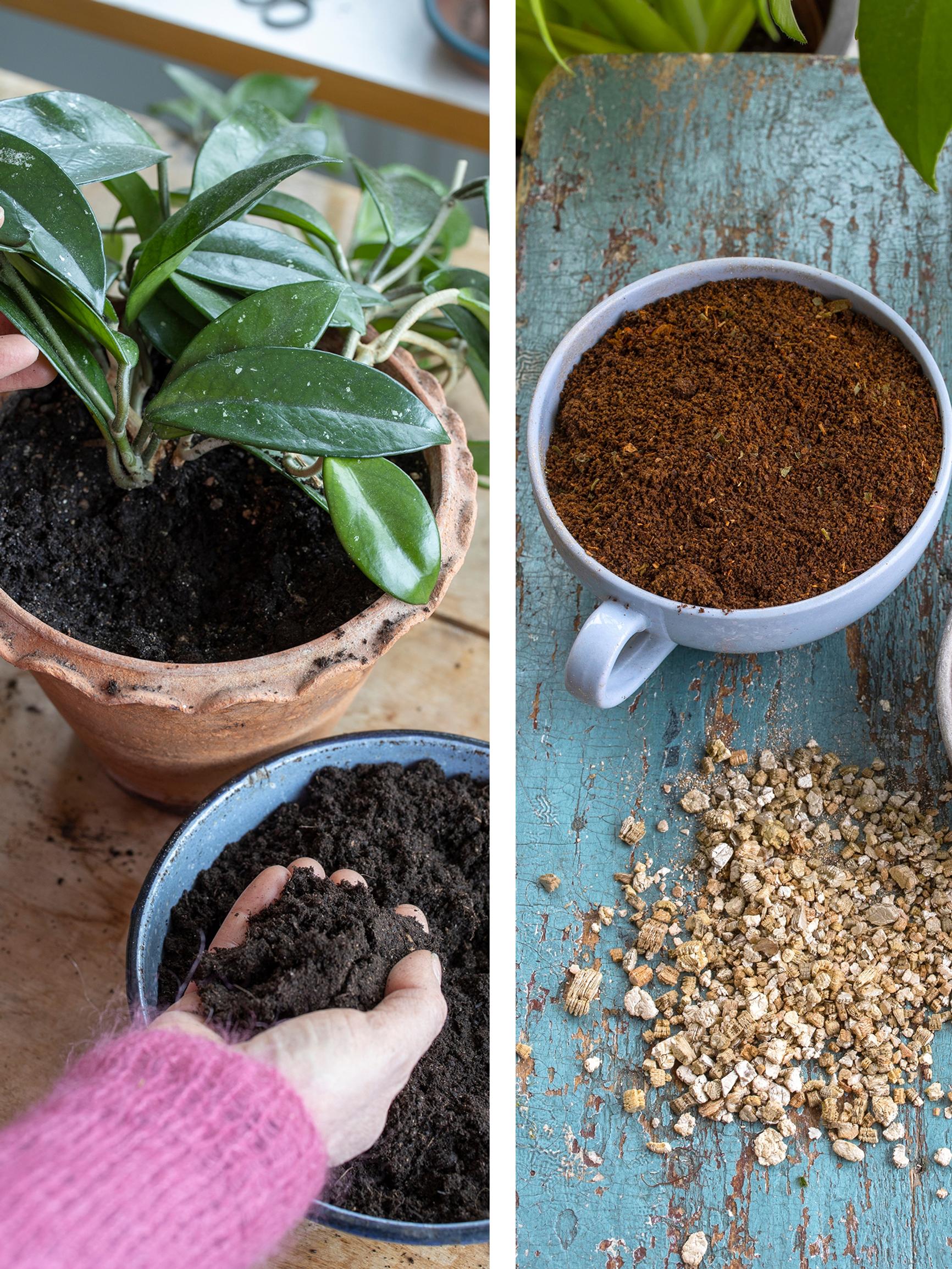 Wake up your houseplants: 6 essential tips for spring repotting and care
