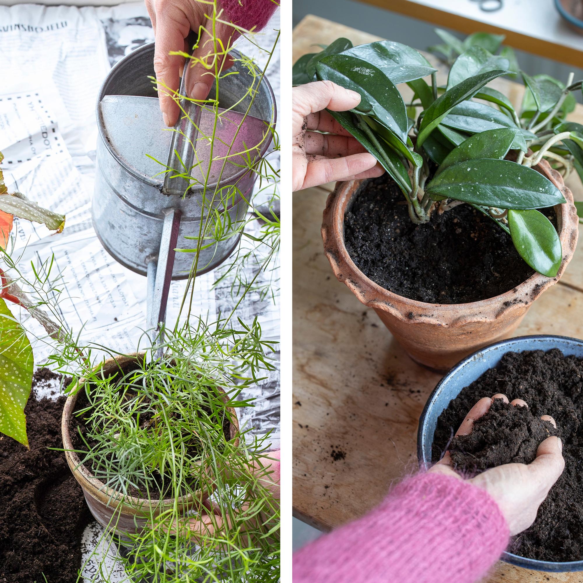 Wake up your houseplants: 6 essential tips for spring repotting and care