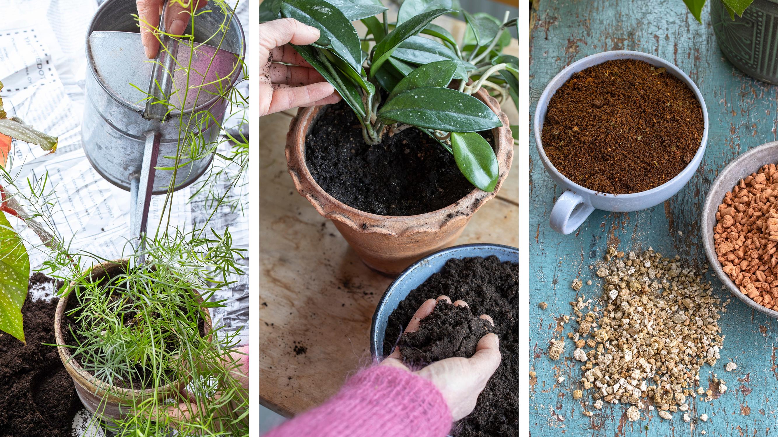 Wake up your houseplants: 6 essential tips for spring repotting and care