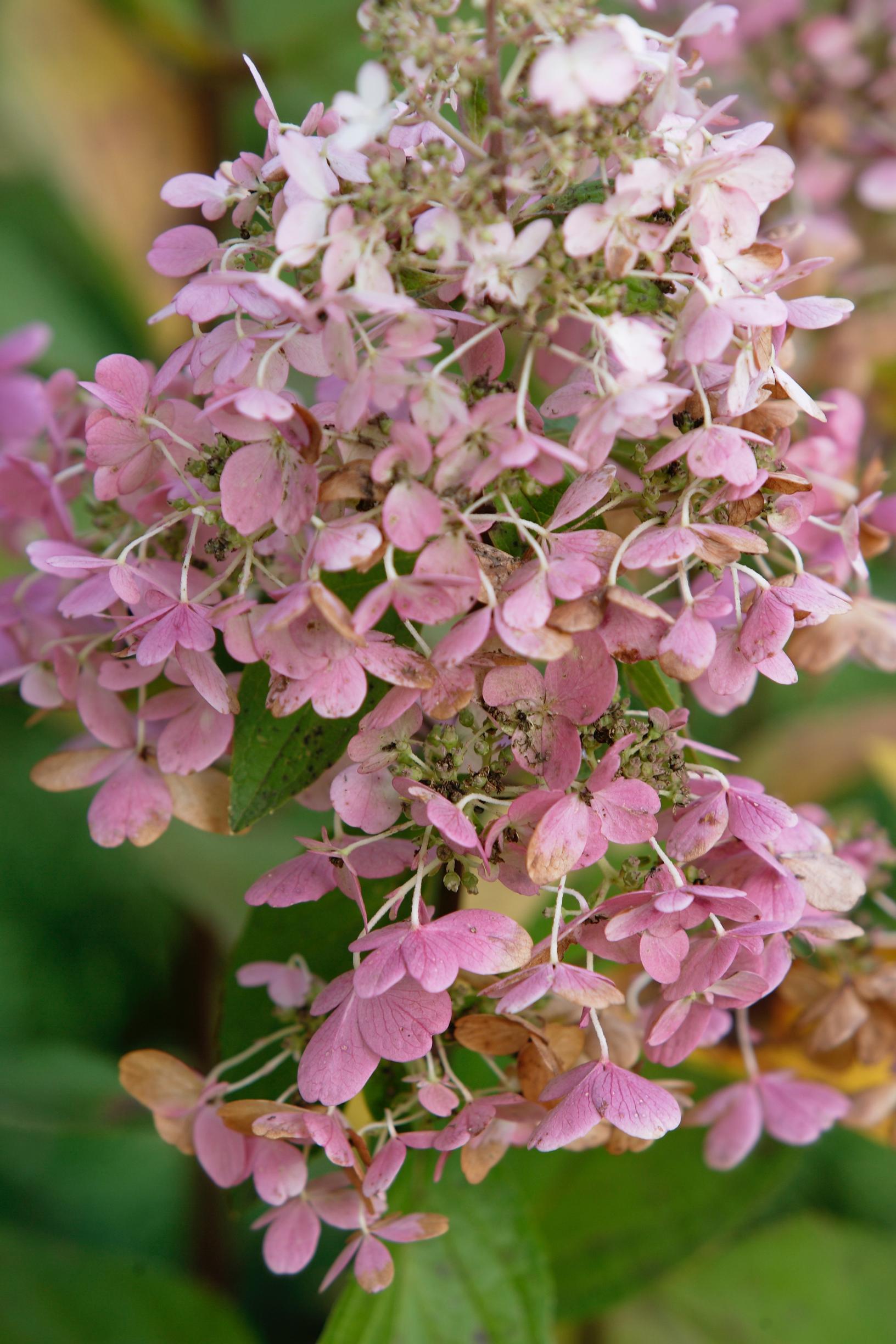 peegee hydrangea