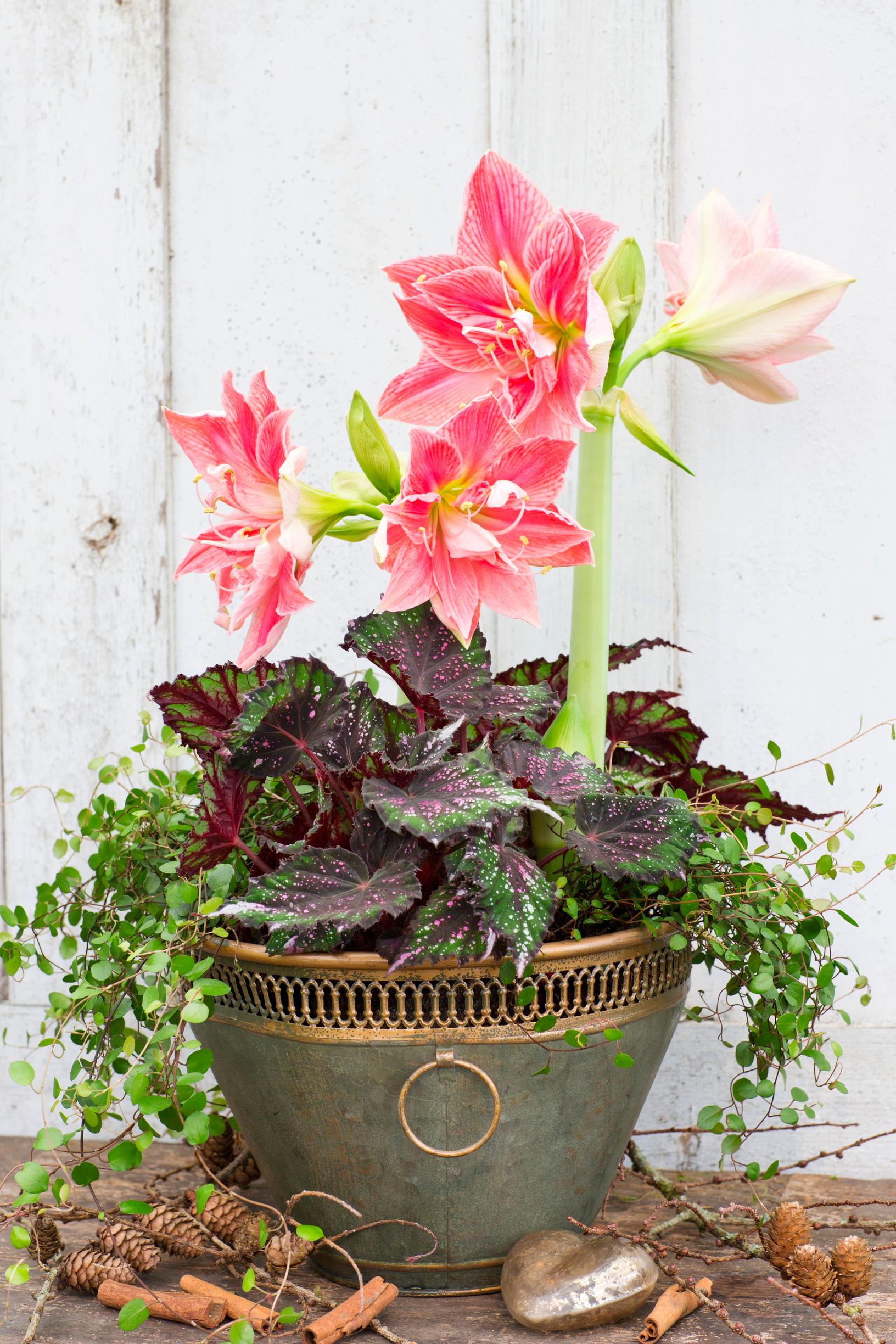 Pink amaryllis in an arrangement