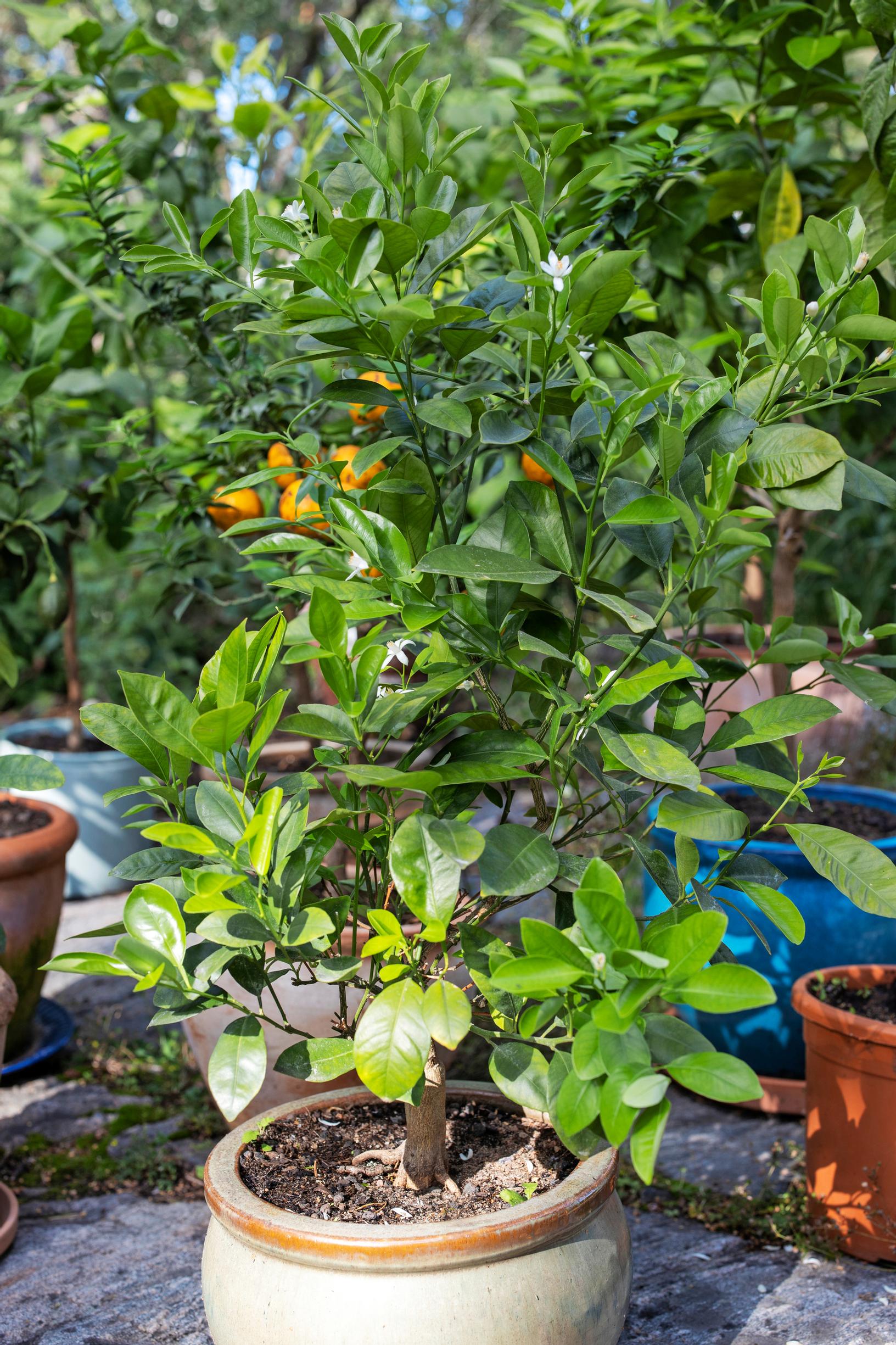 Dwarf citrus (x Citrofortunella microcarpa)