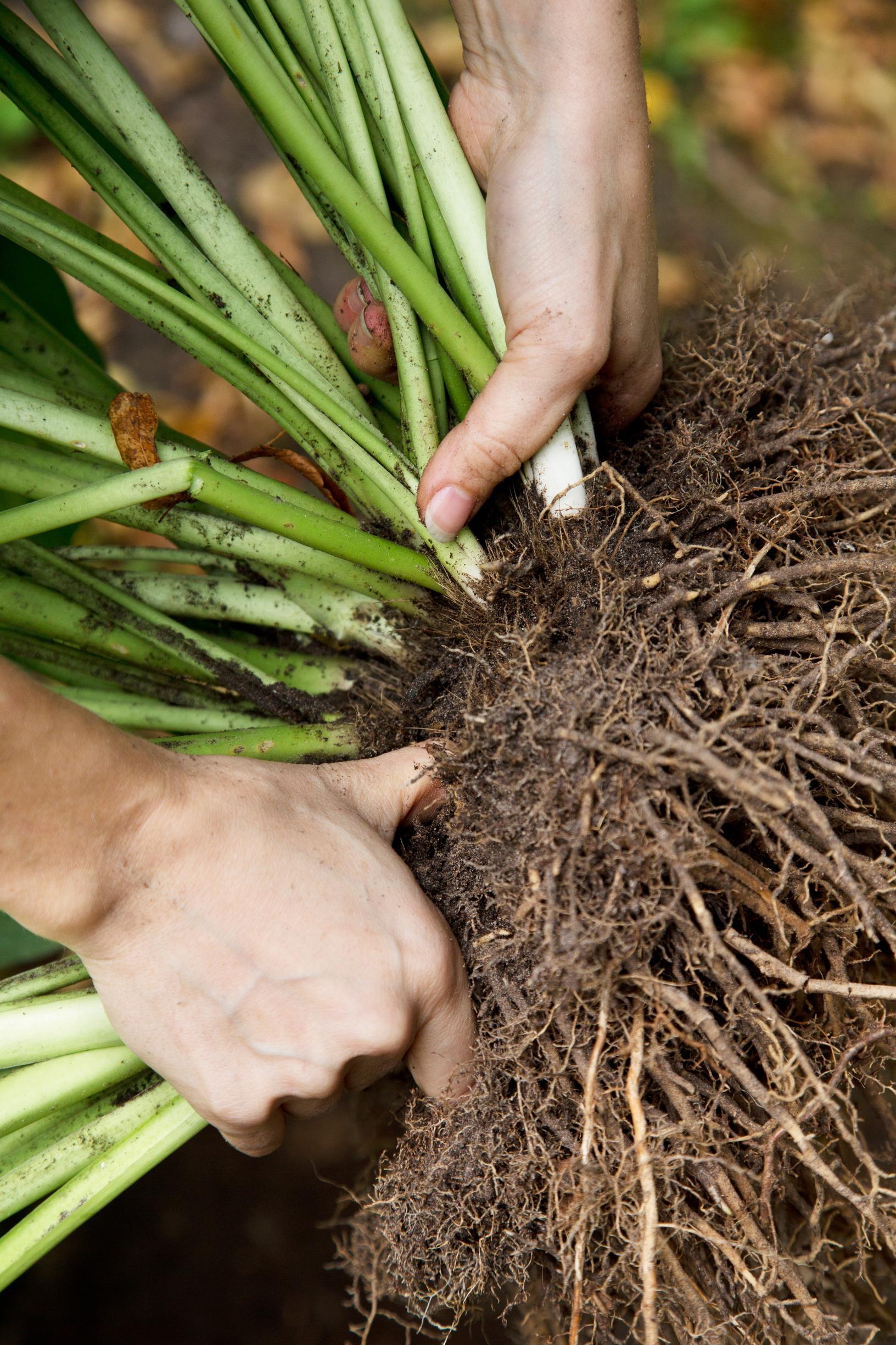 Hosta root ball