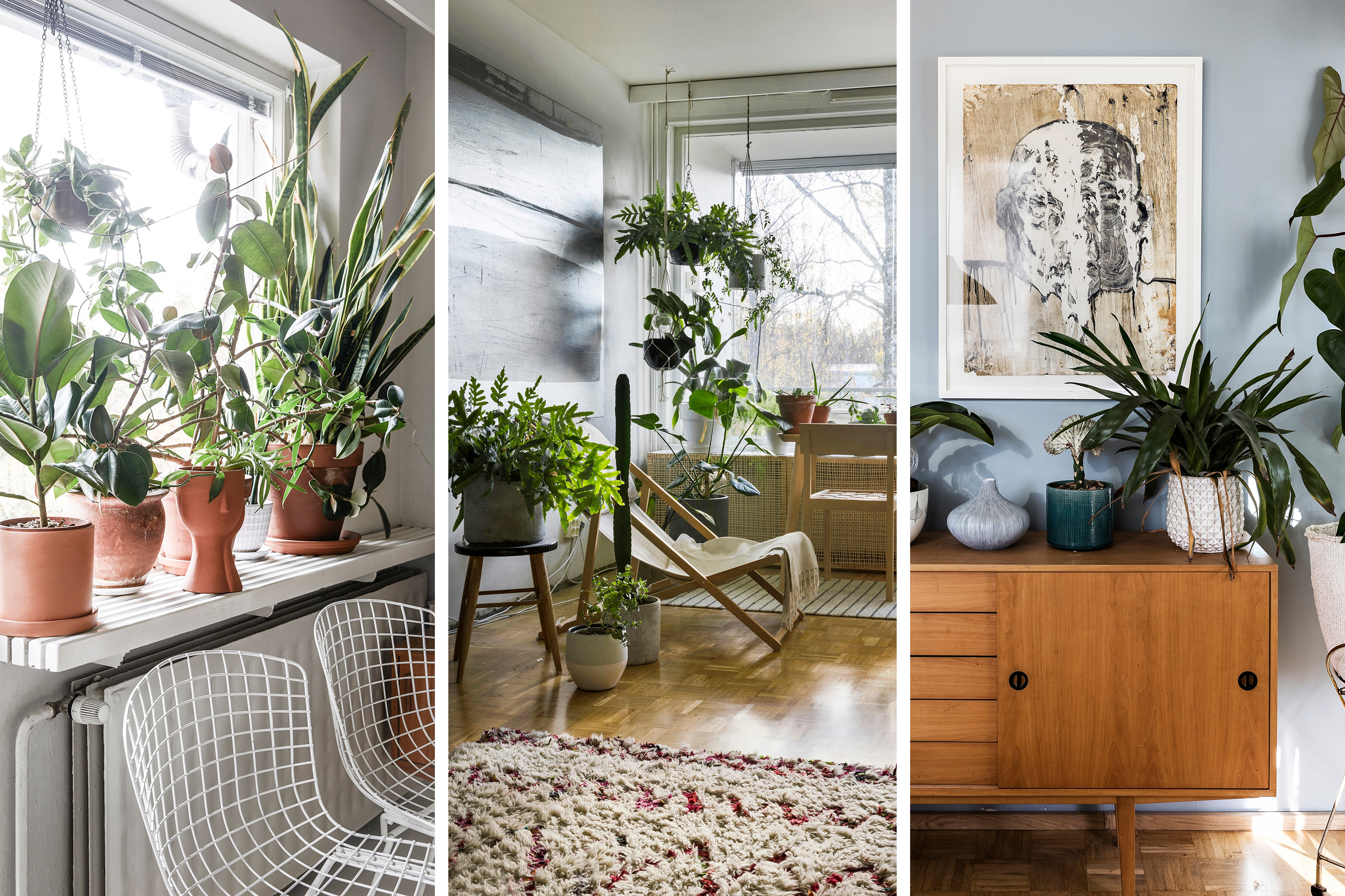 hanging ivy plants indoor Hedera helix  Adplants