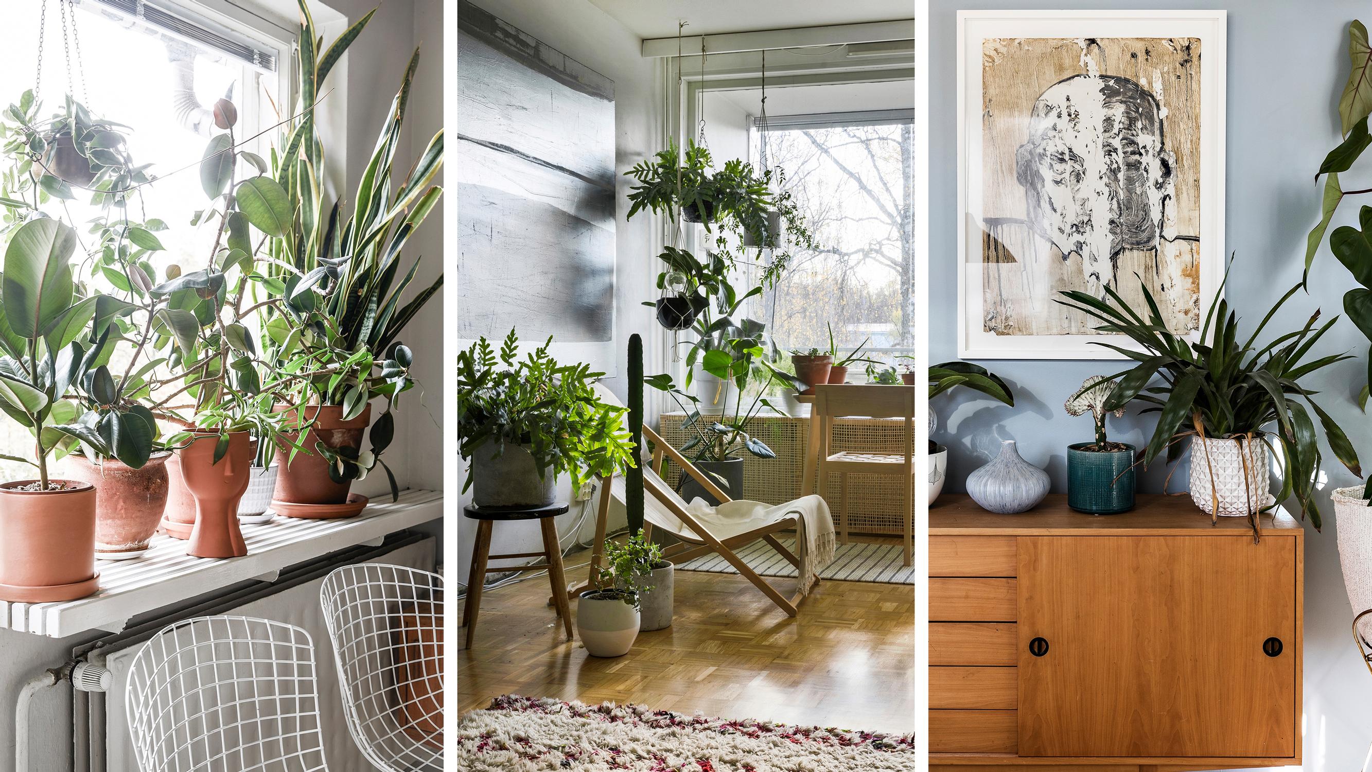 The secret to a cozy home? Plants! 12 stunning photos of lush houseplants and inspiring arrangements