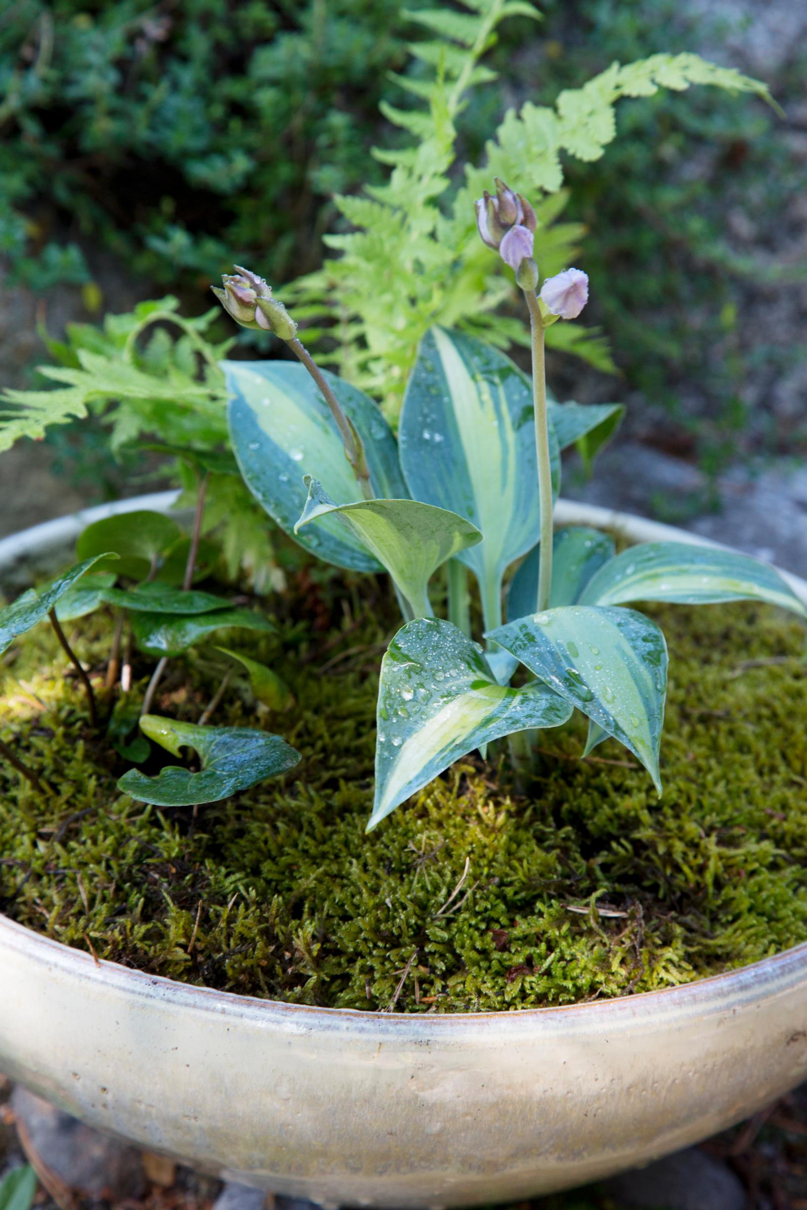 Moss as mulch in a potted planting