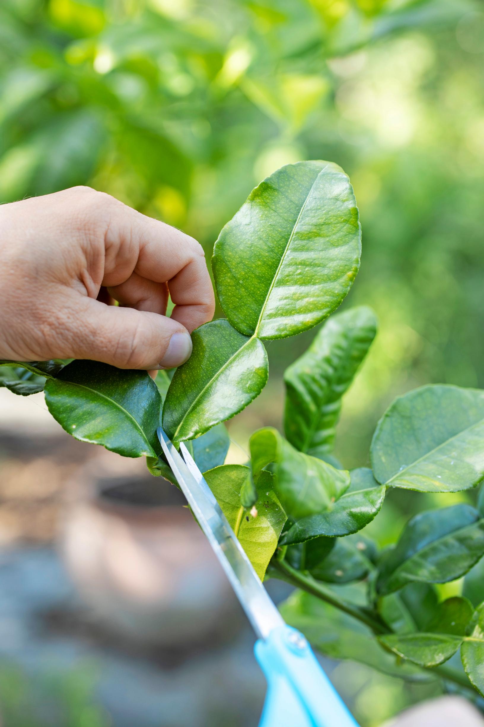 wrinkled lime or kaffir lime