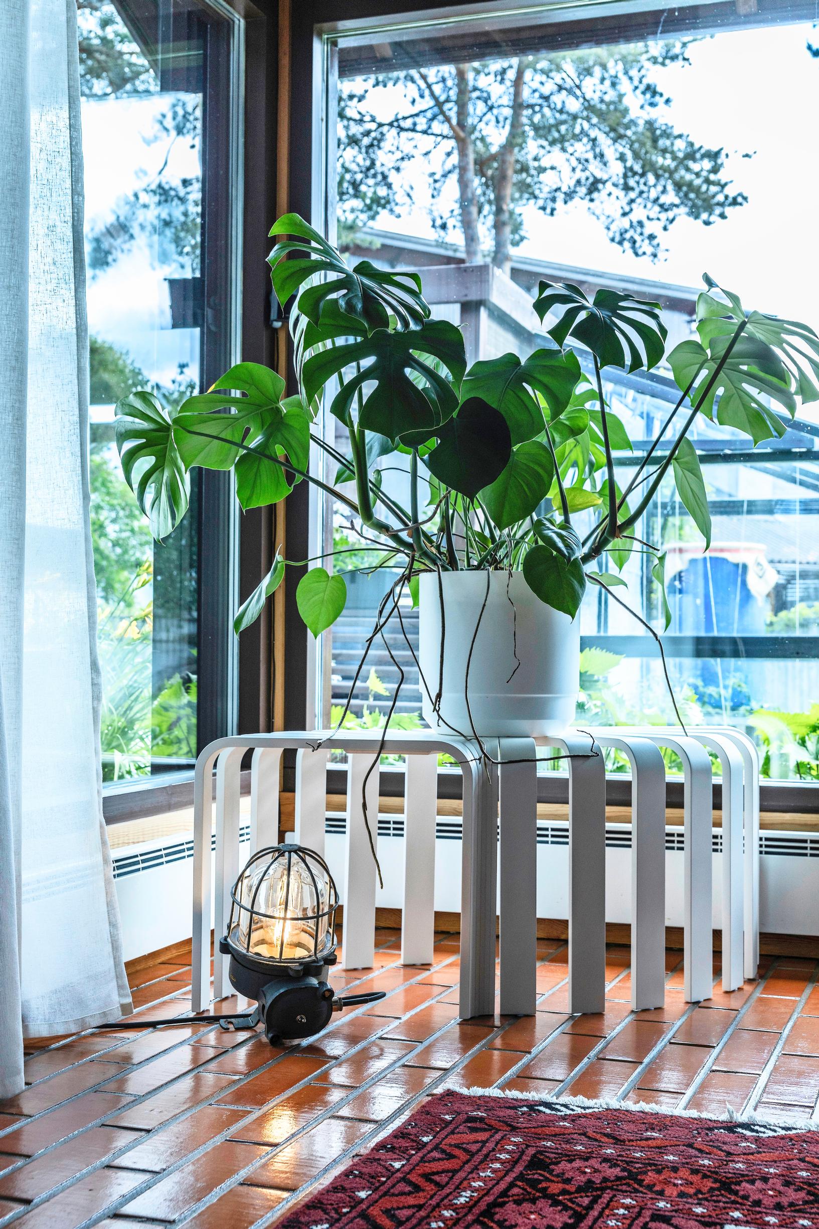 A sizable houseplant sits on a stool in a windowed corner.