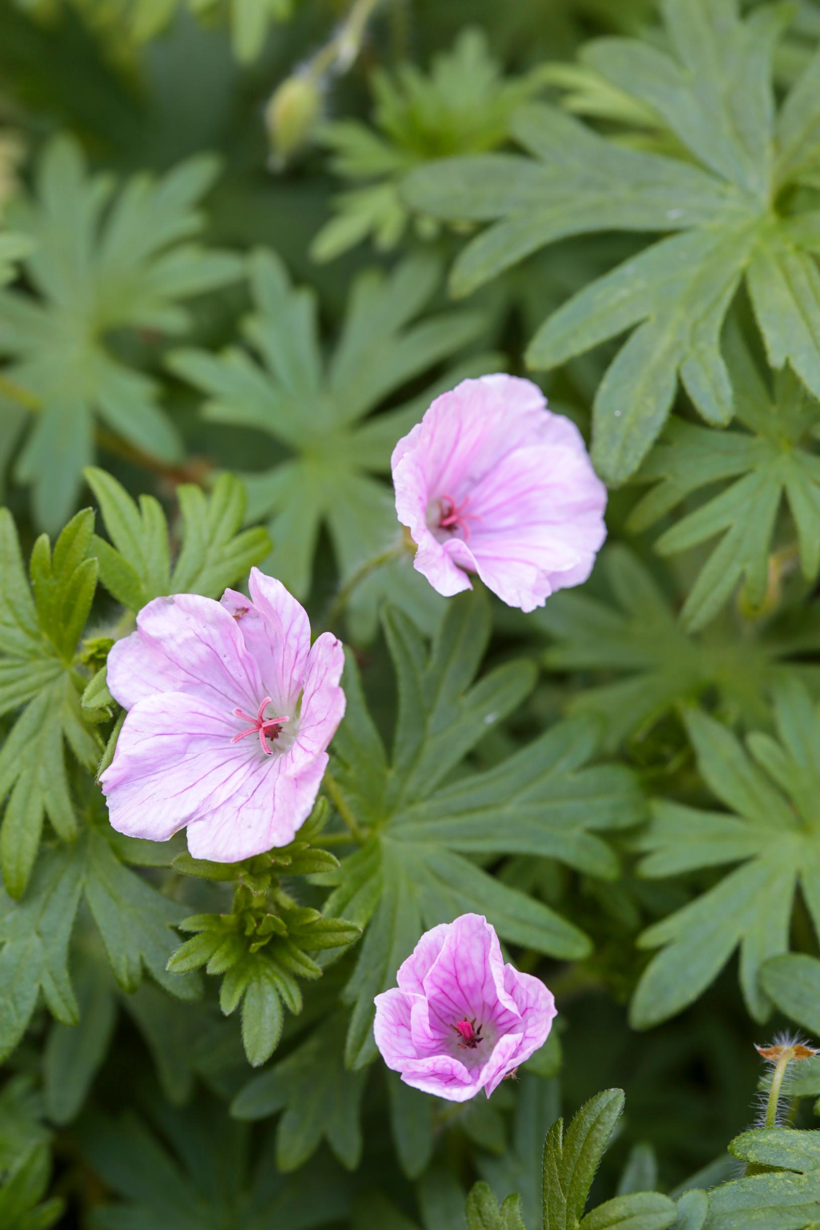 Geranium sanguineum