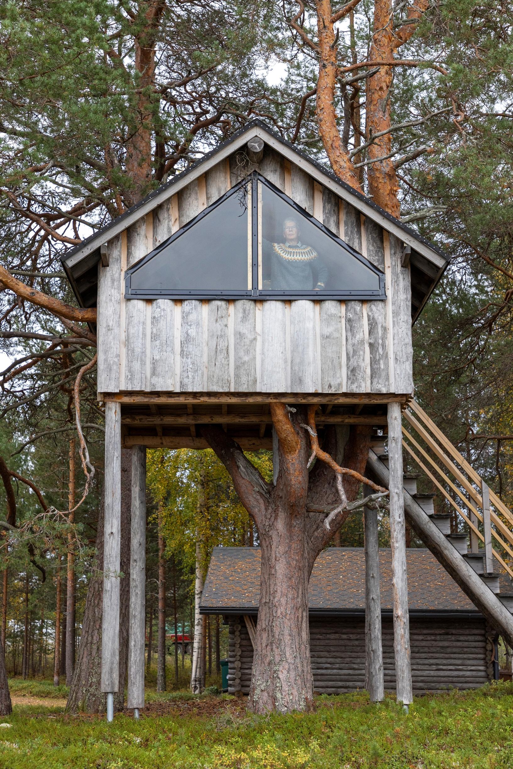A man stands behind the window of a treehouse built into a pine, with forest and stairs in the background