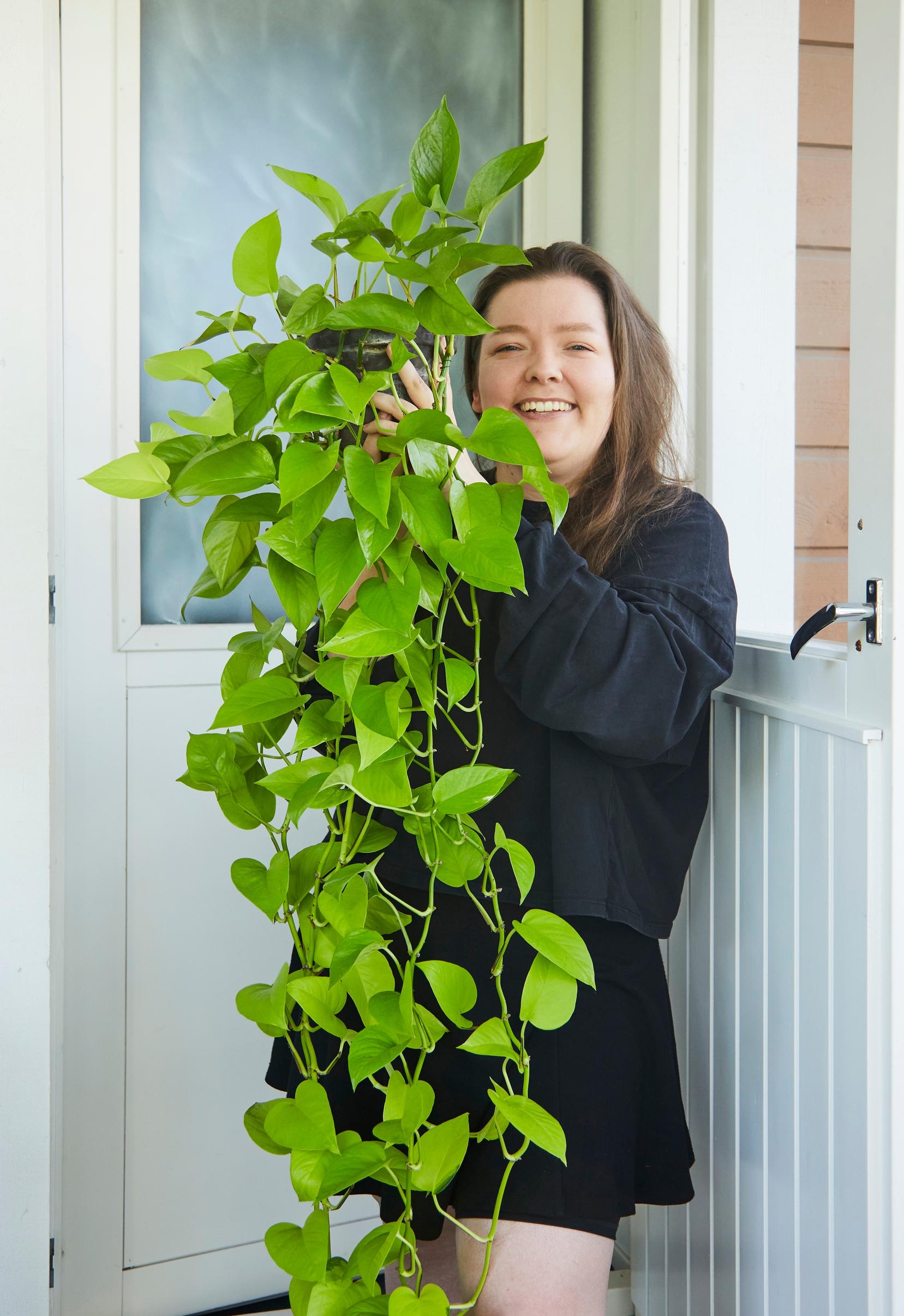 The ‘Neon’ golden pothos grows several dozen centimeters a year.