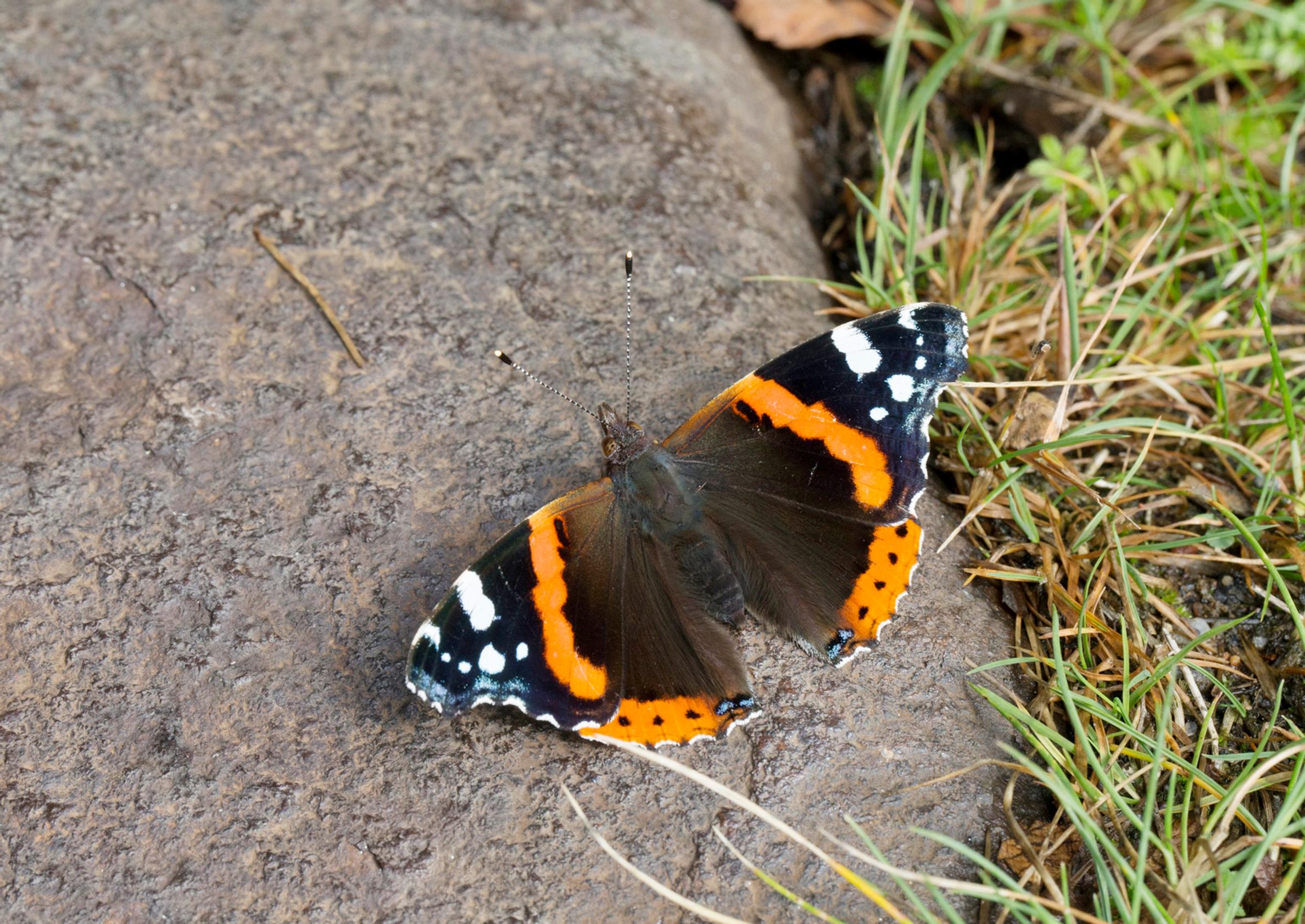 Red admiral